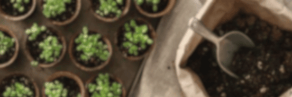 Young seedlings in pots beside a gardening trowel and watering can
