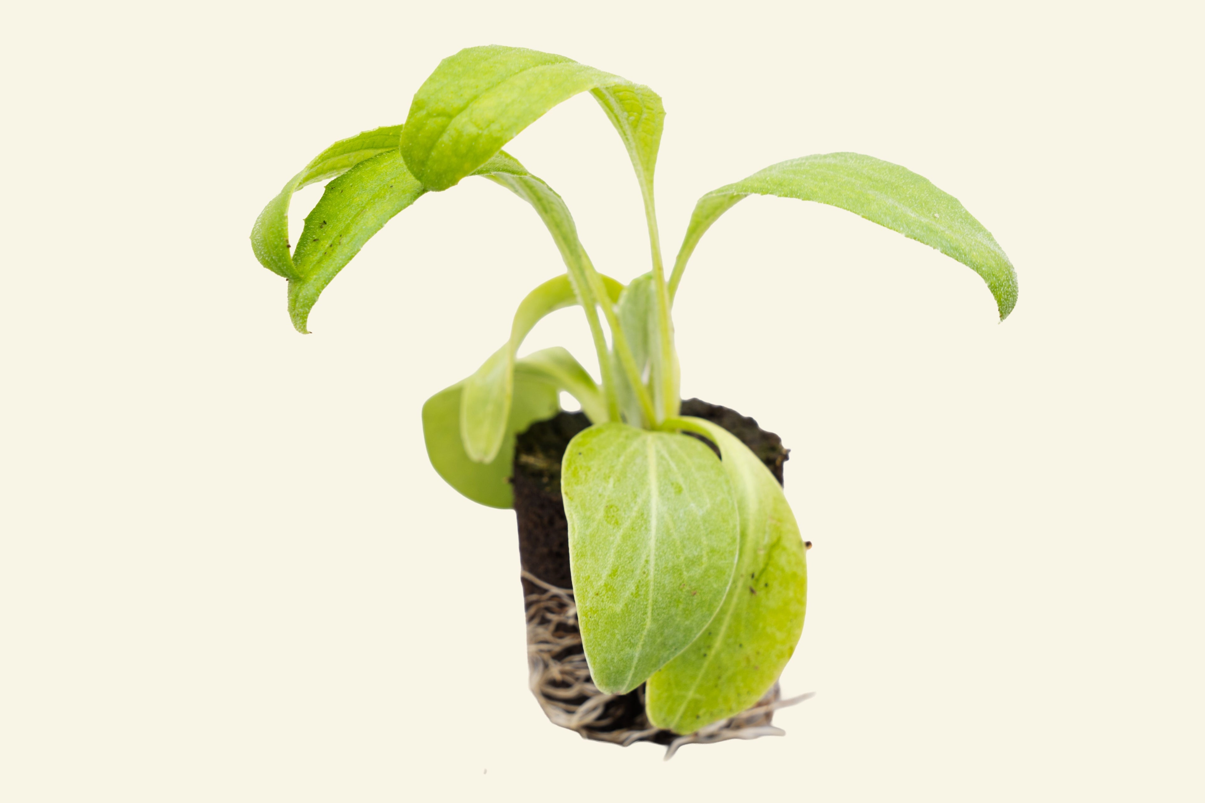 Artichoke