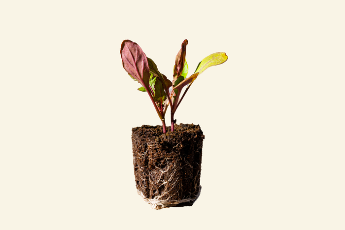 Arugula