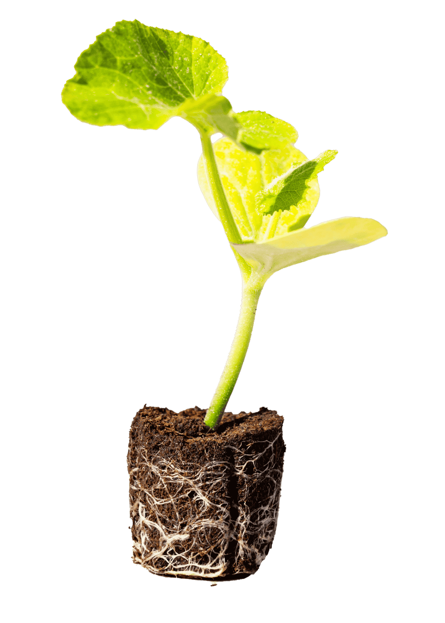 Acorn Squash seedling with green leaves and a visible soil and root plug