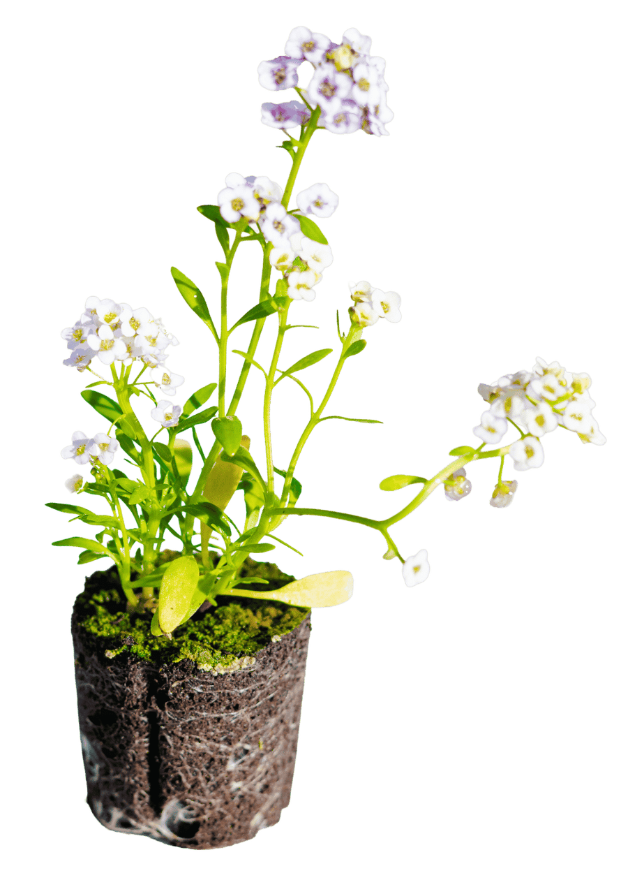 Allysum seedling with green leaves and a visible soil and root plug