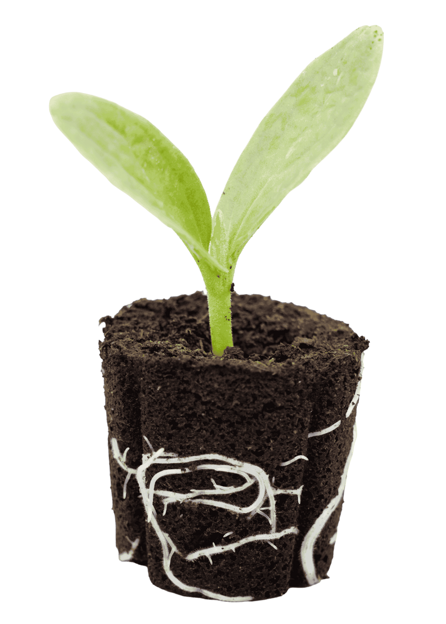 Armenian Cucumber seedling with green leaves and a visible soil and root plug