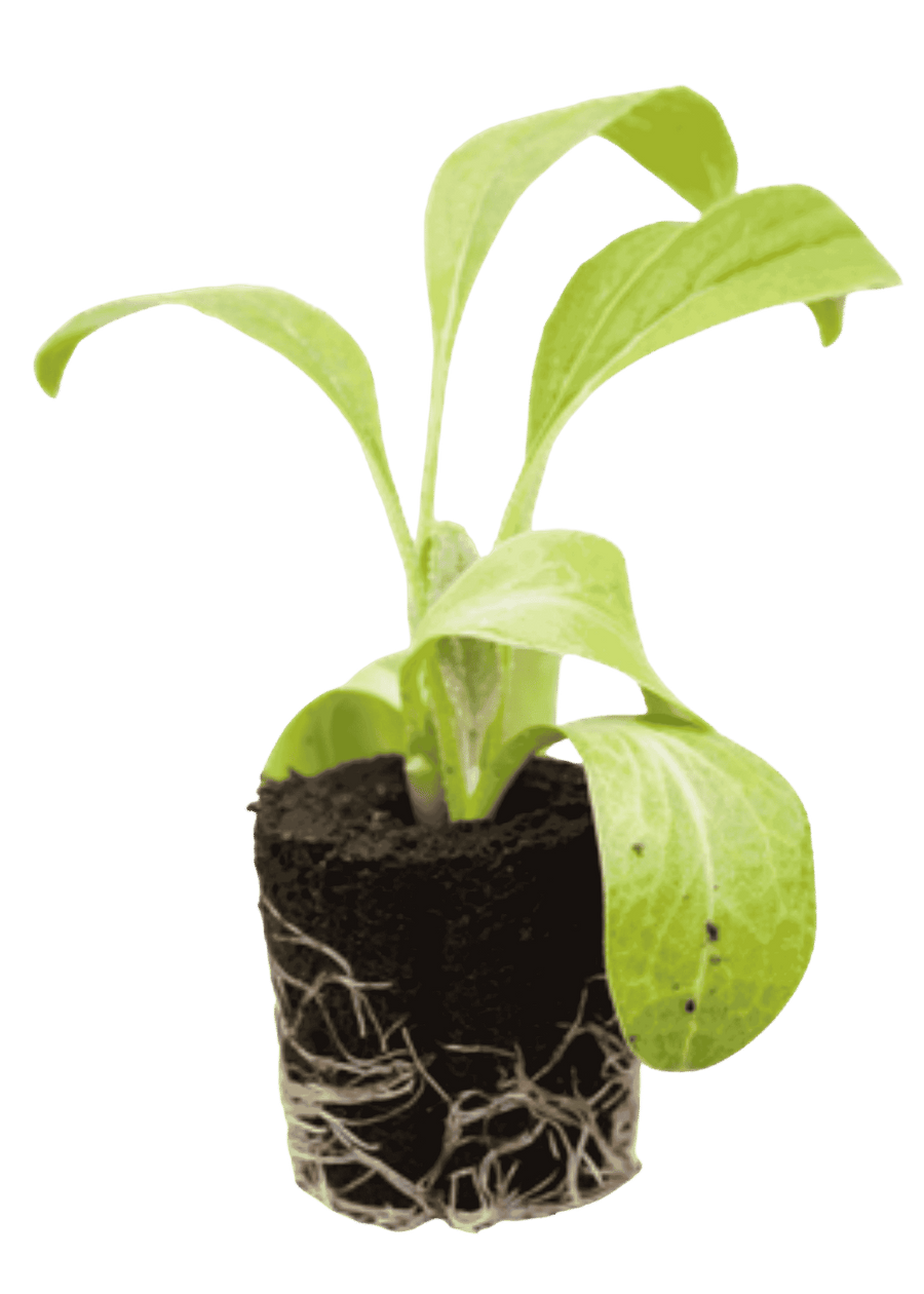 Artichoke seedling with green leaves and a visible soil and root plug