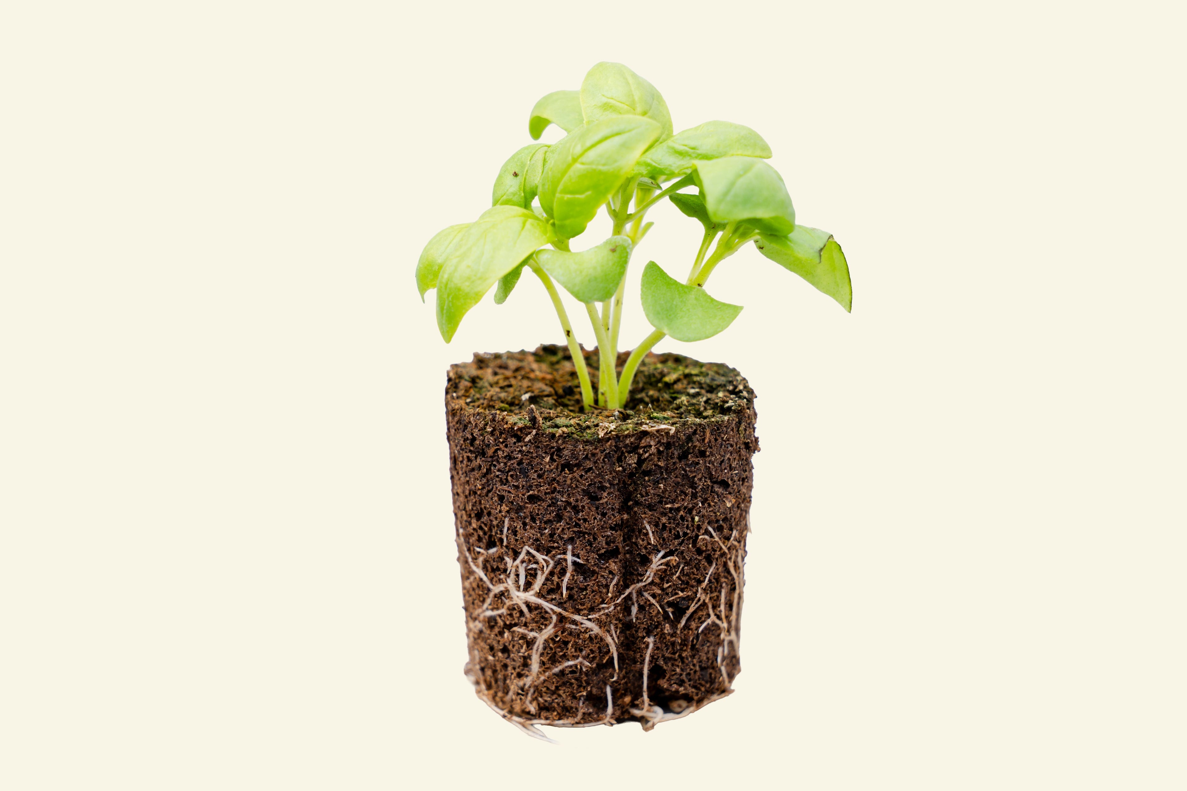 Italian Large Leaf Basil