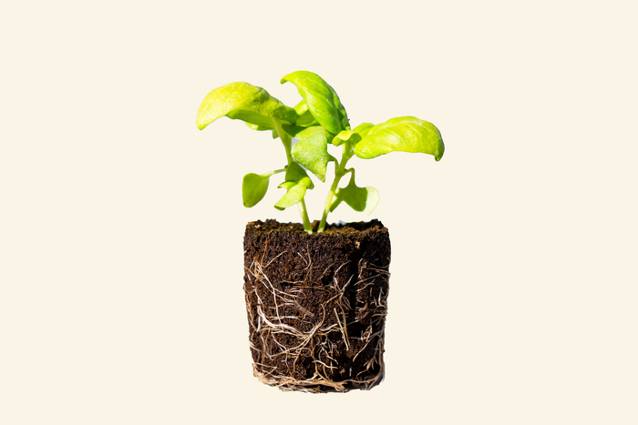 Basil Everleaf