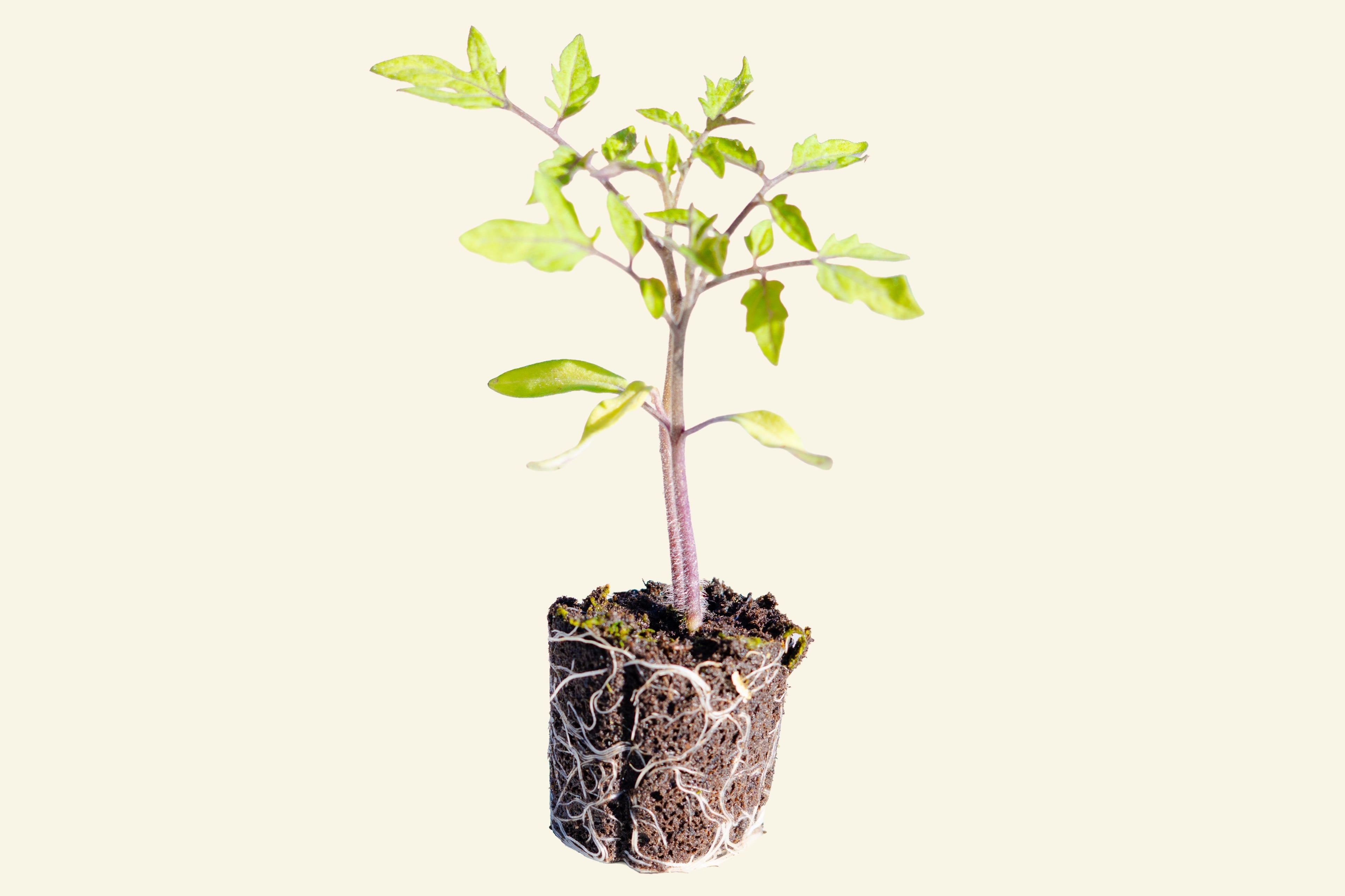 Beefsteak Tomato