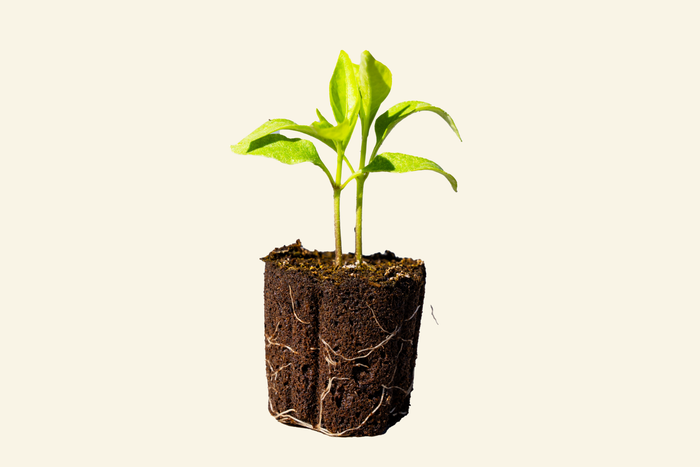 Bell Pepper