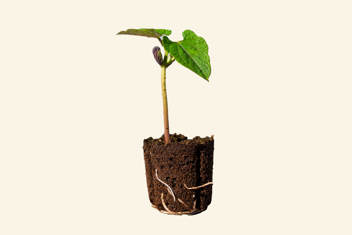 Black Turtle Bean