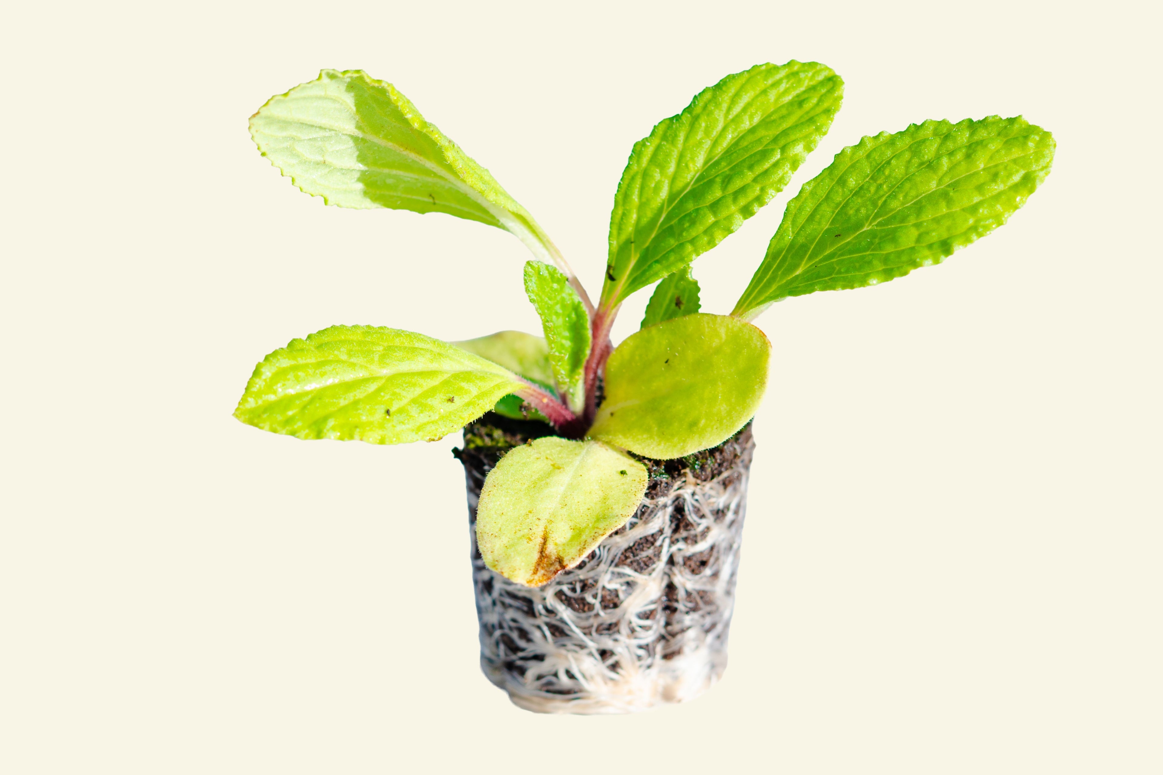 Borage