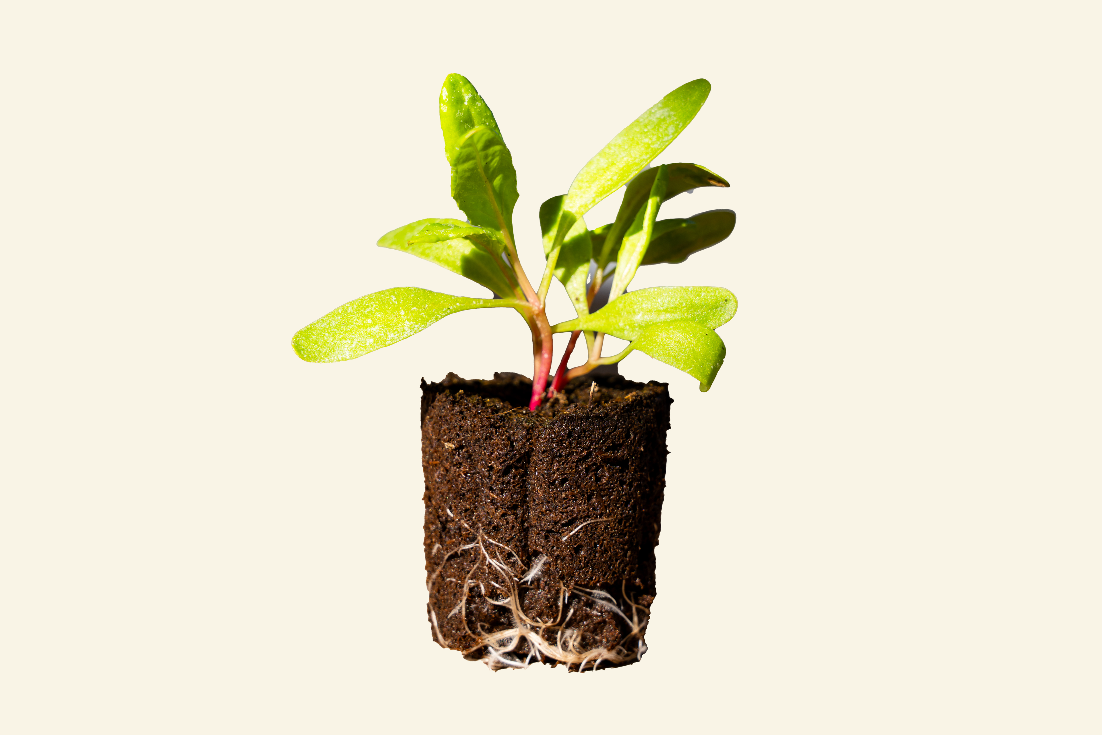 Bright Light Swiss Chard