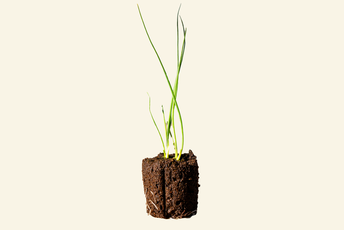 Bunching Onion