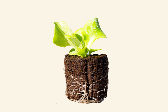 Butter Lettuce