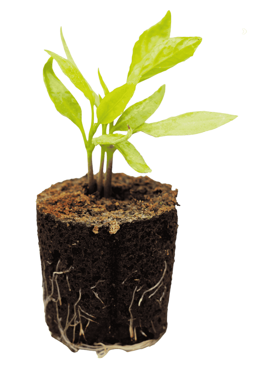 Banana Pepper seedling with green leaves and a visible soil and root plug
