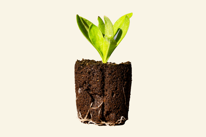 Calendula