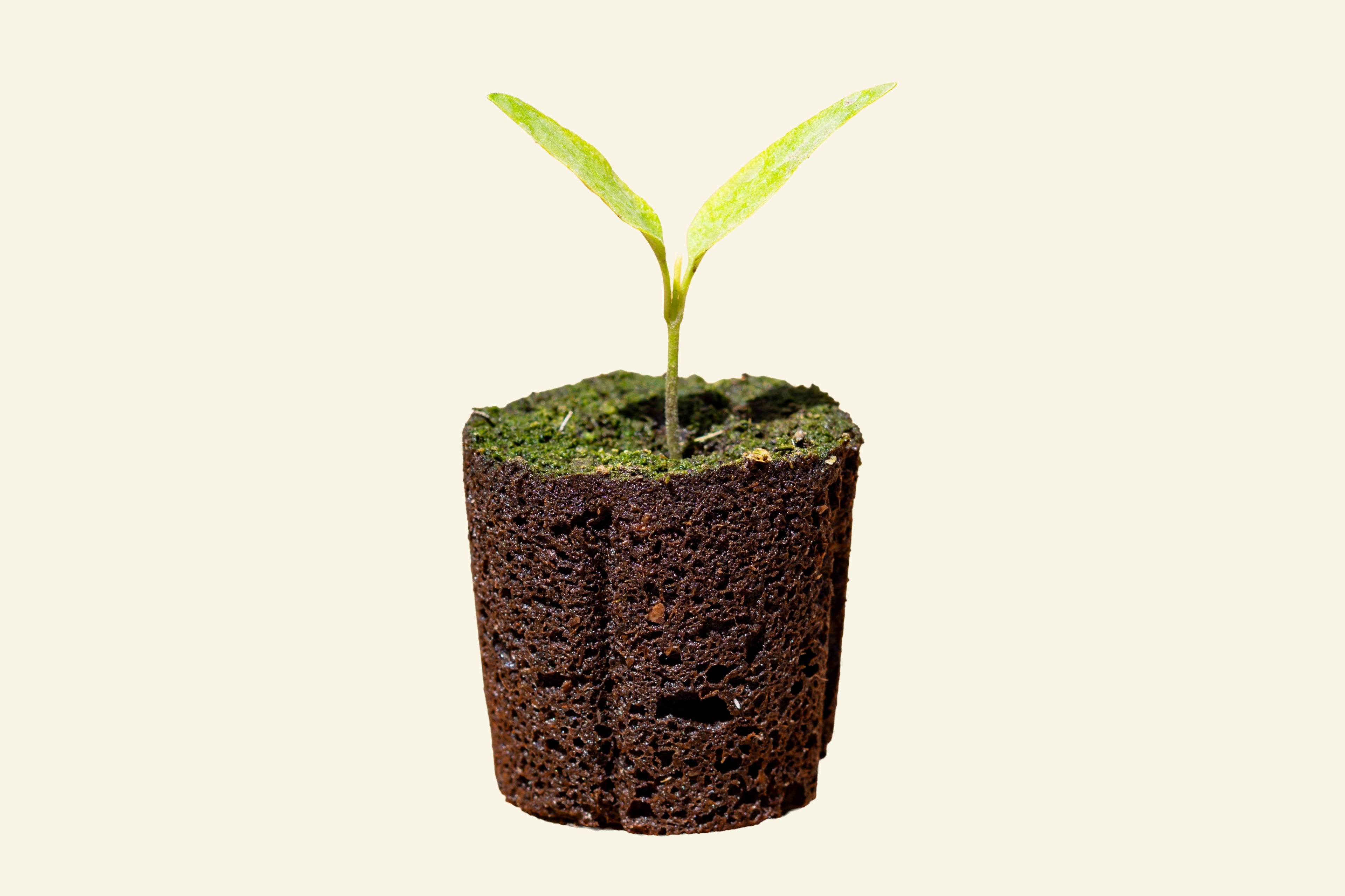 Cayenne Pepper