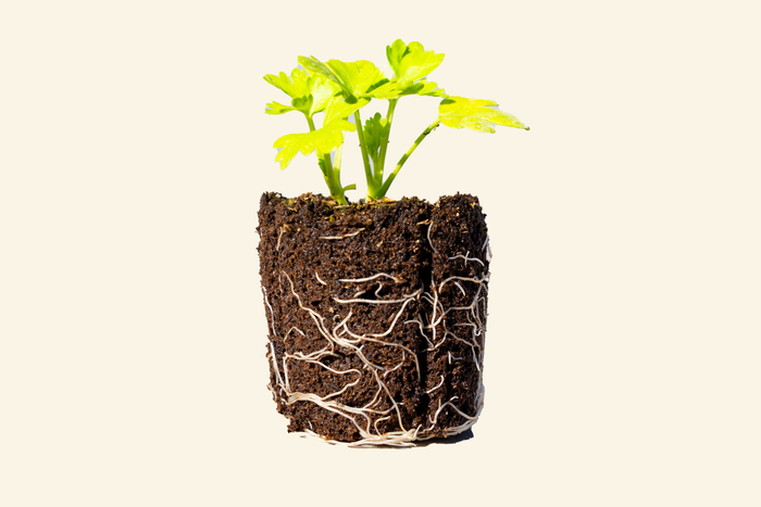 Celery