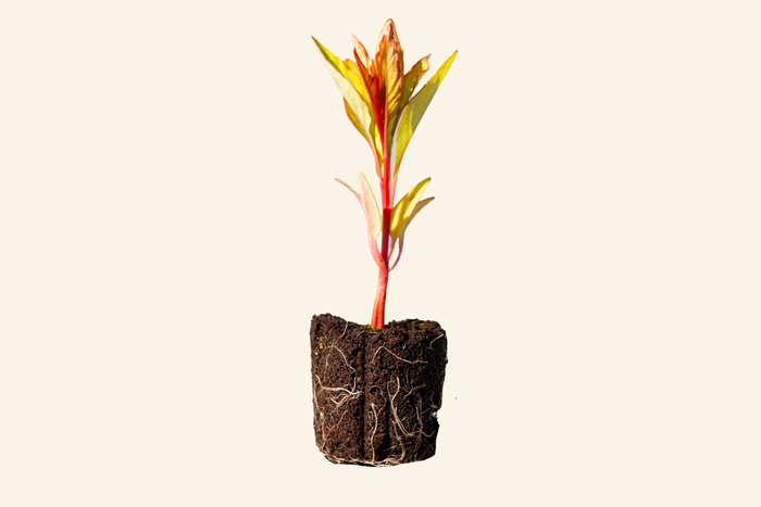 Celosia