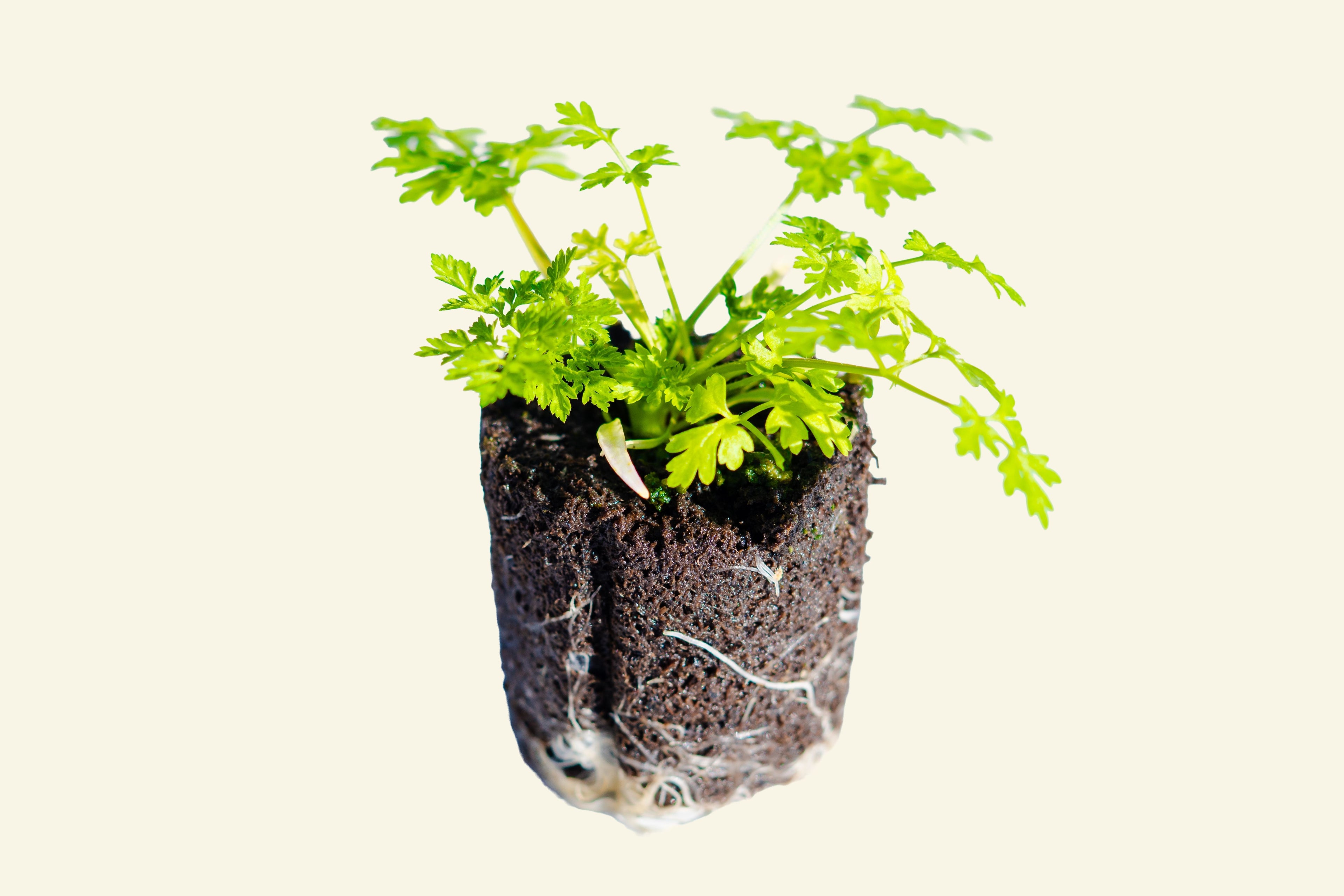 Chervil