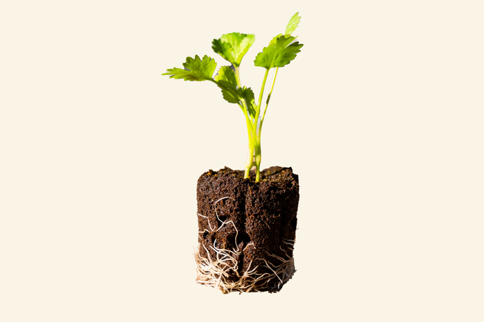 Cilantro