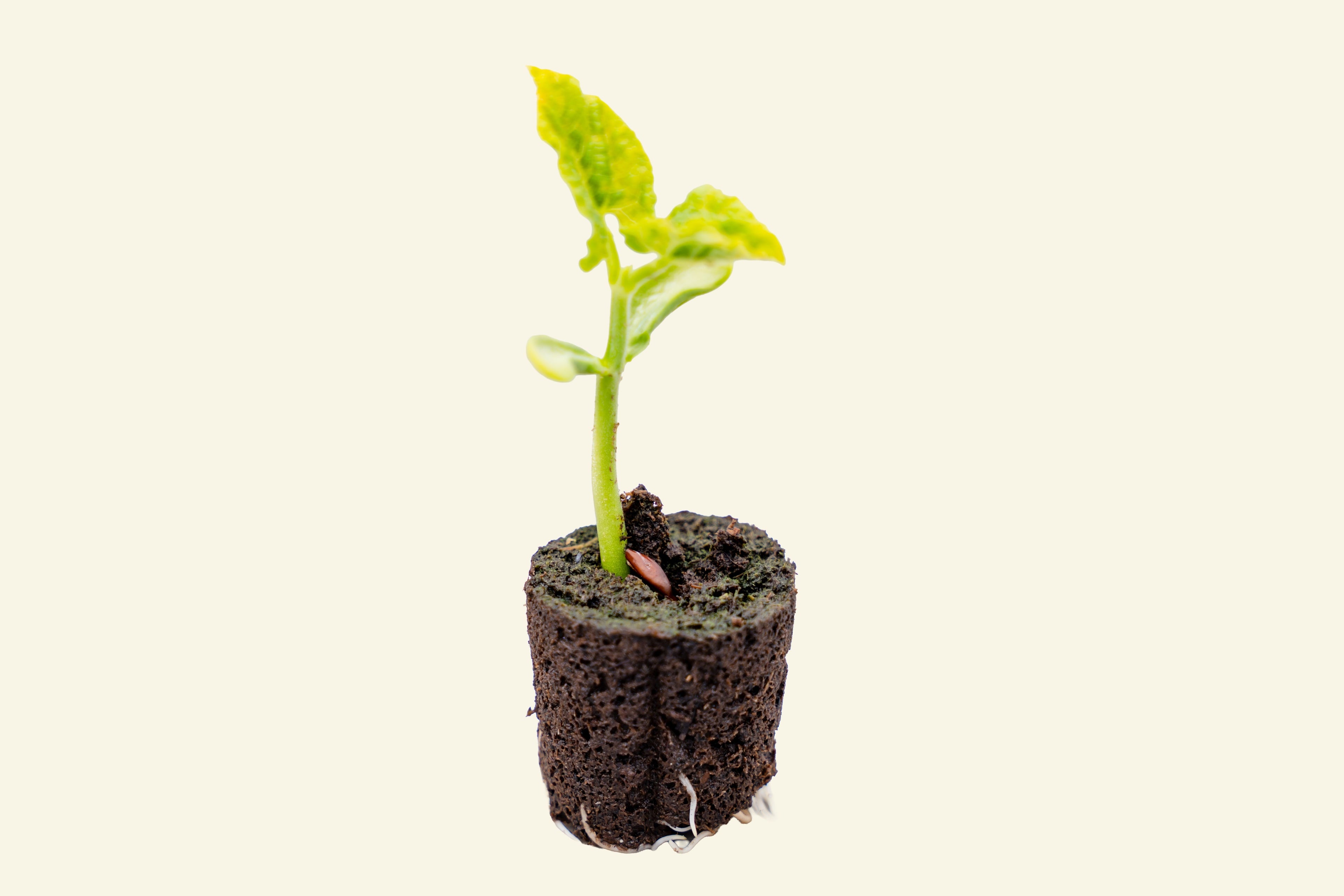 Contender Bush Bean