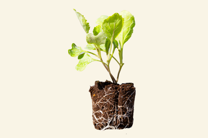 Copenhagen Green Cabbage