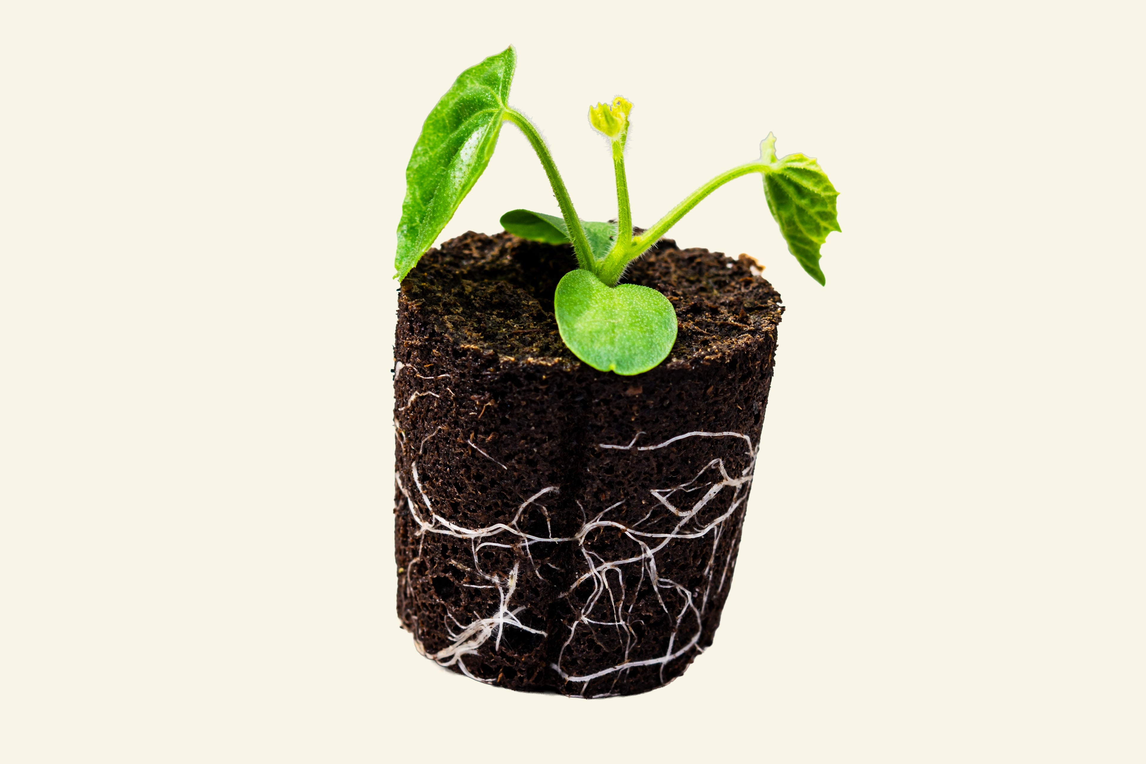 Cucamelon