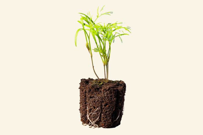 Dill