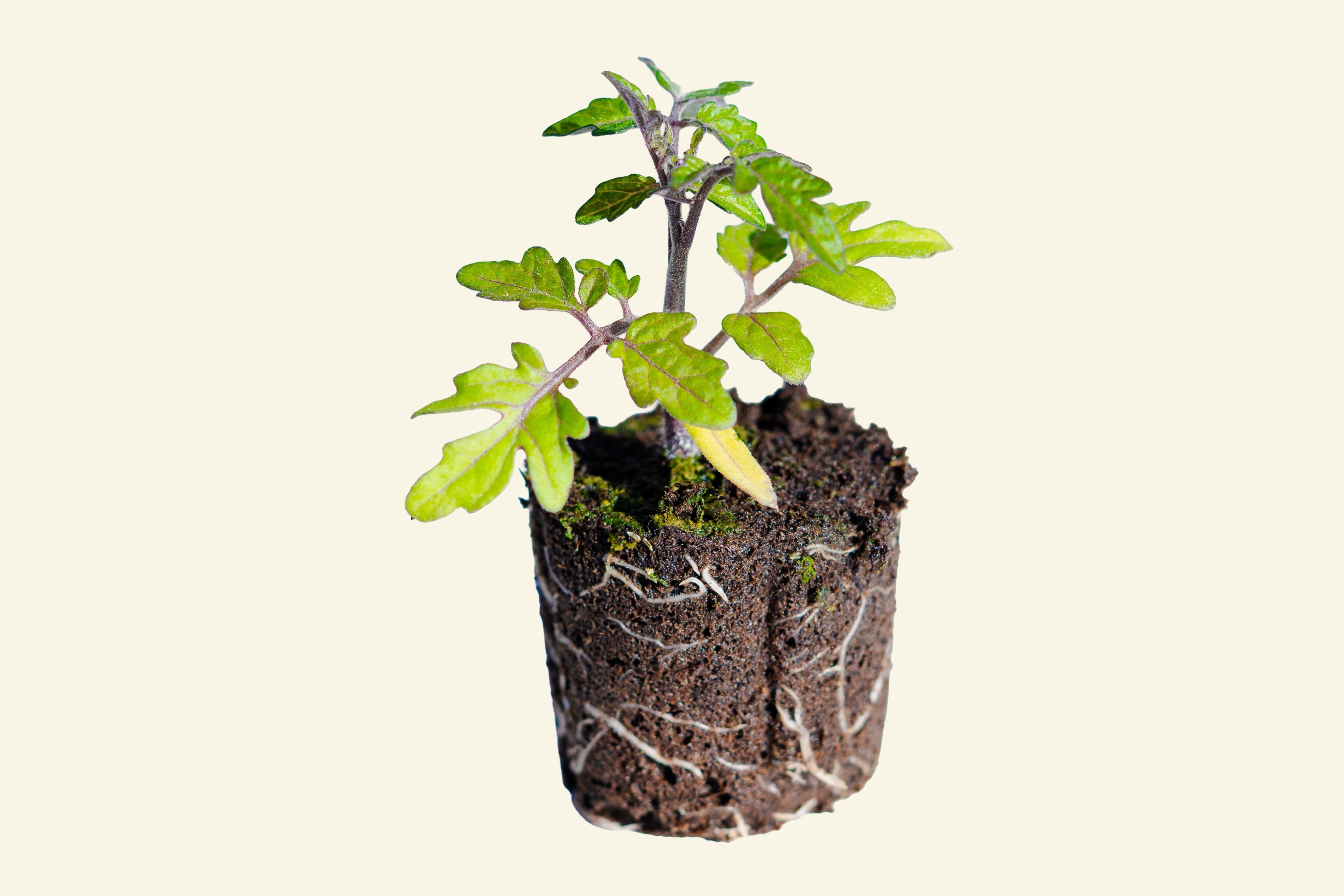Dwarf Cherry Tomato