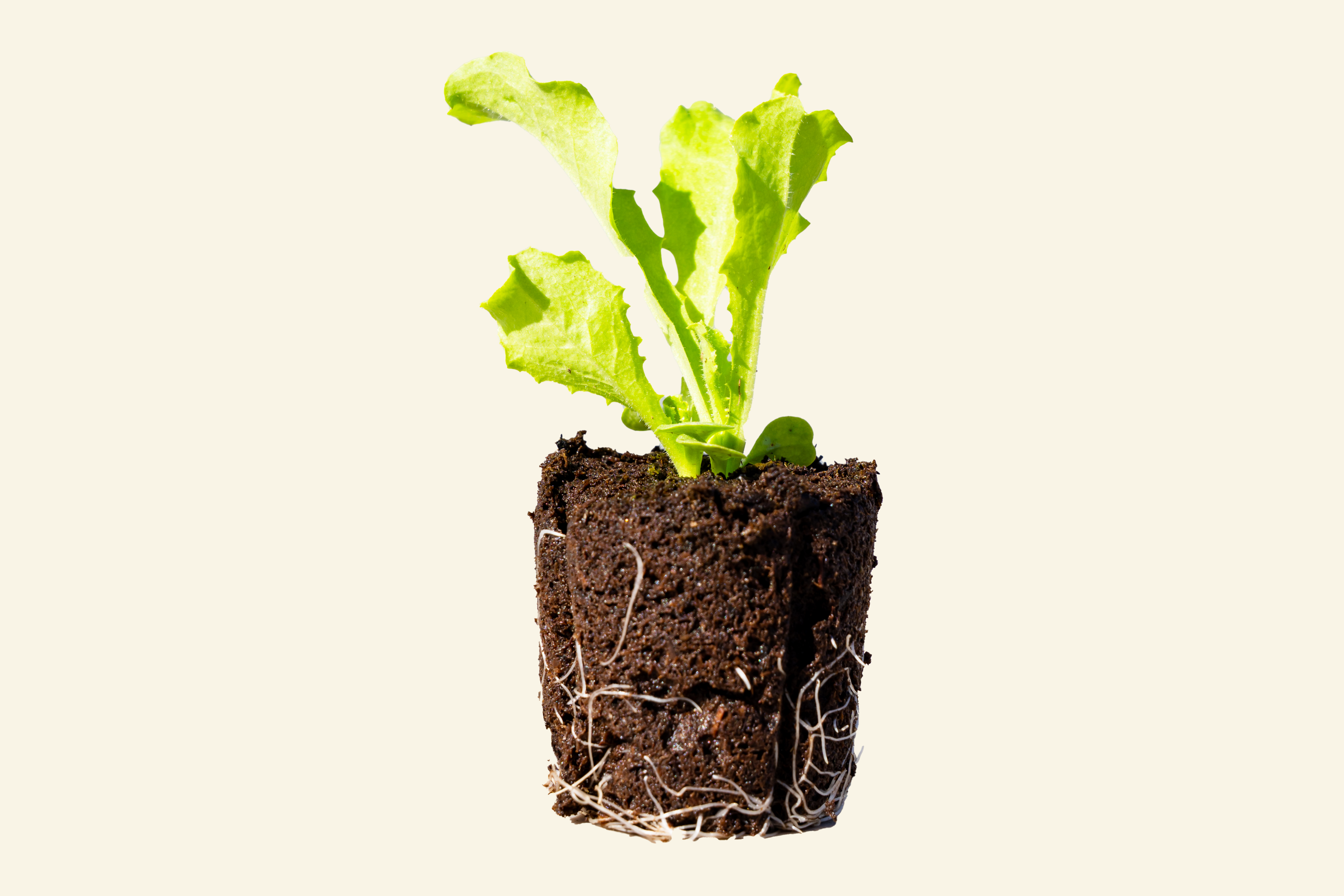 Endive
