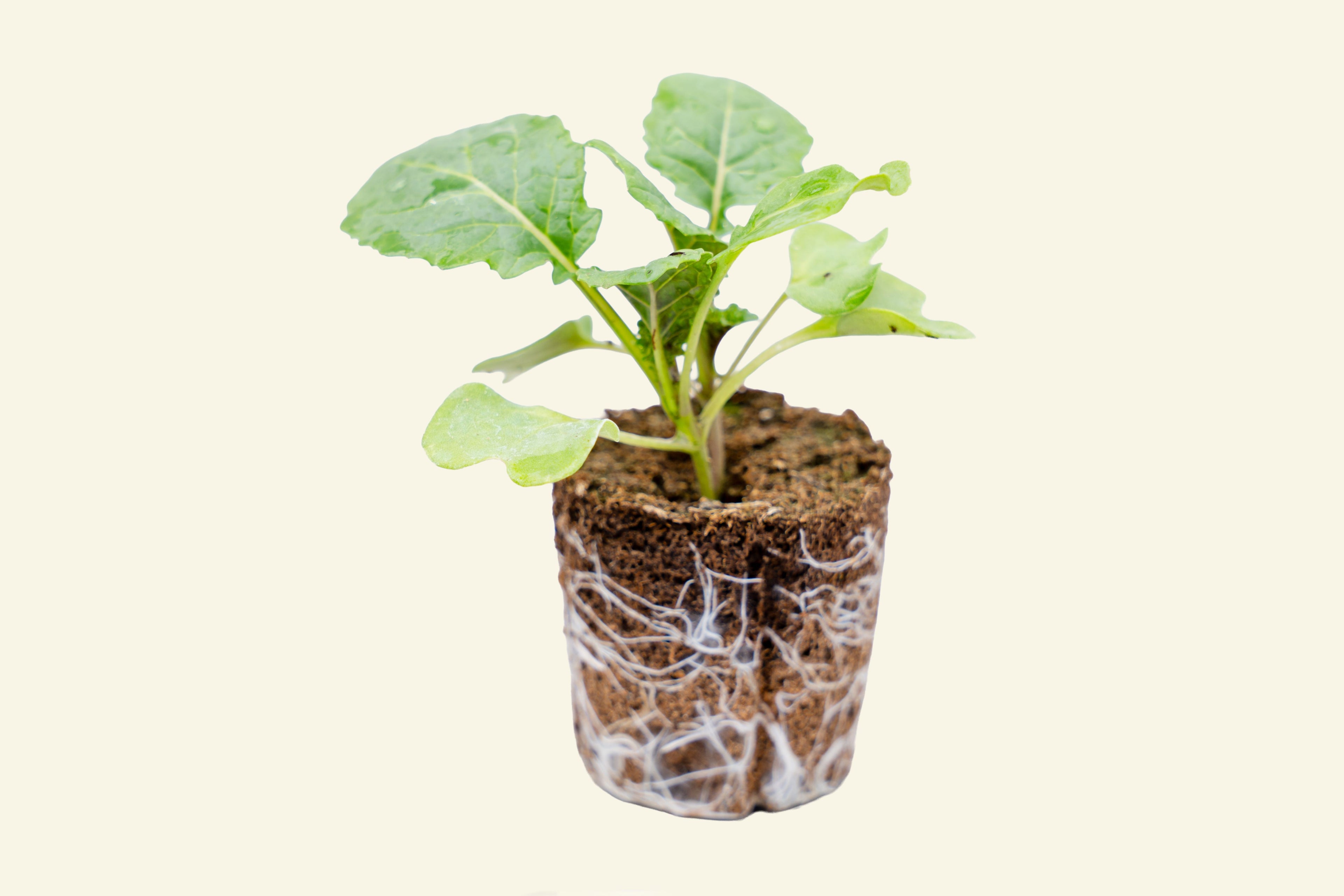 Ethiopian Kale