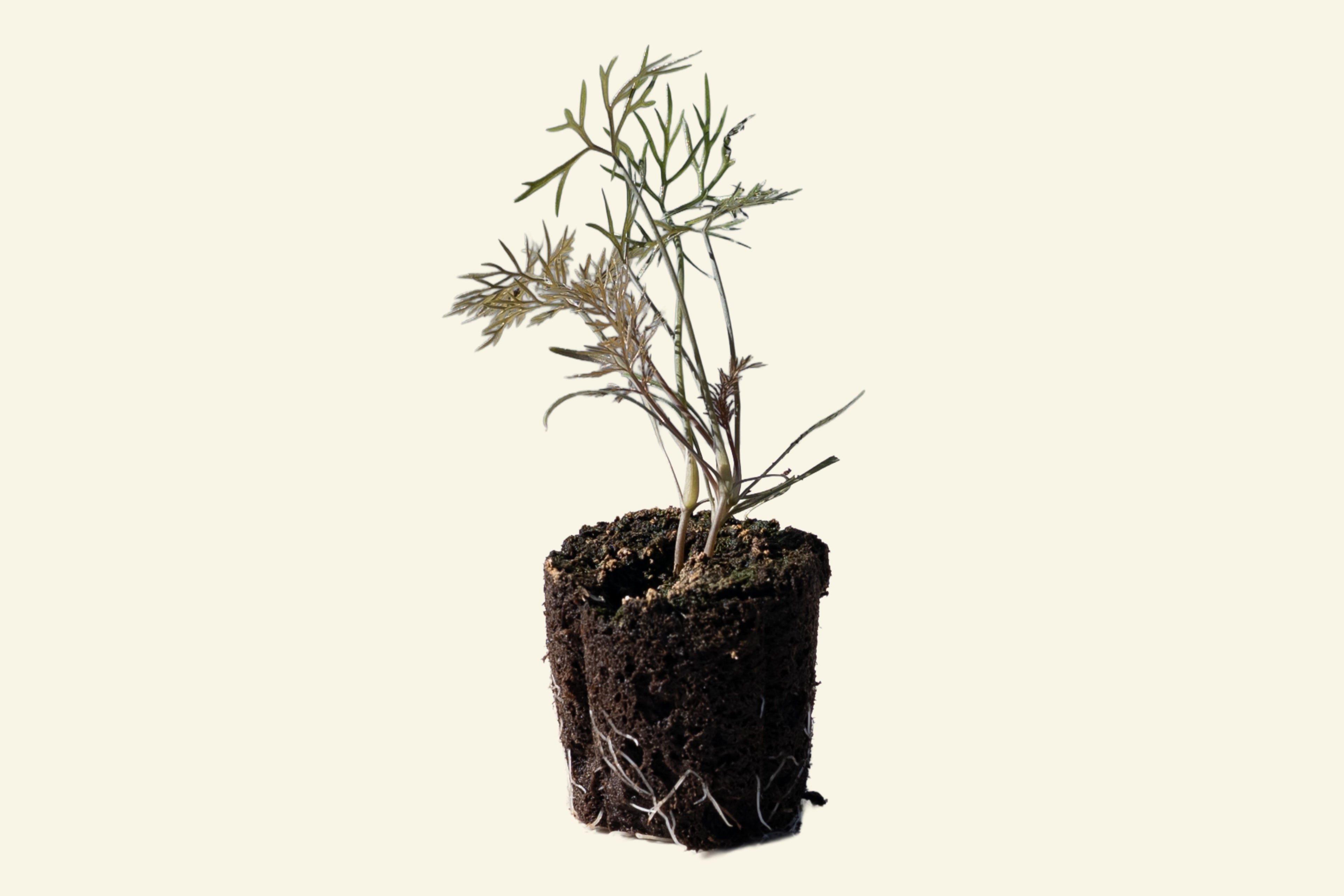 Fennel