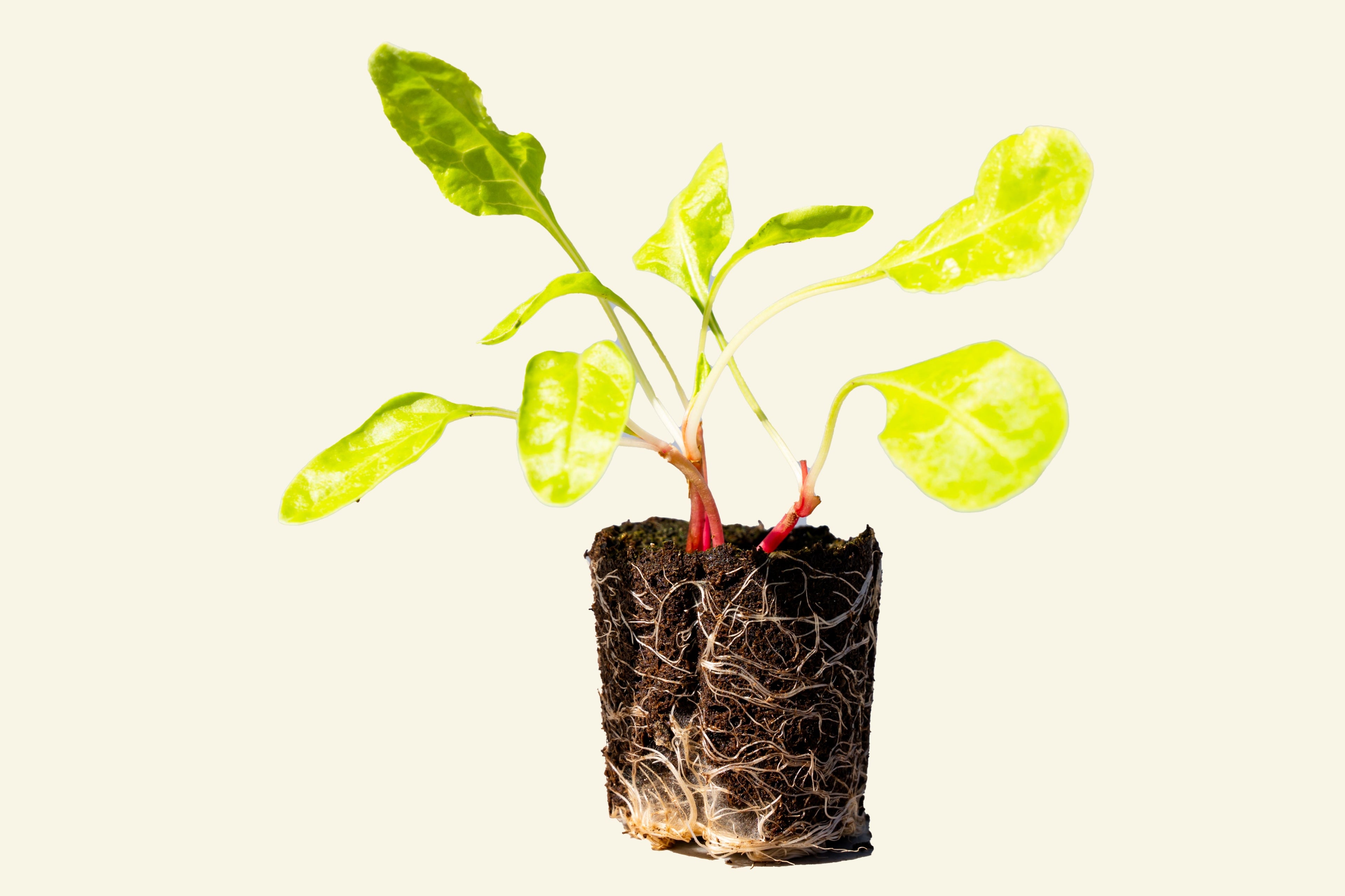 Fordhook White Swiss Chard