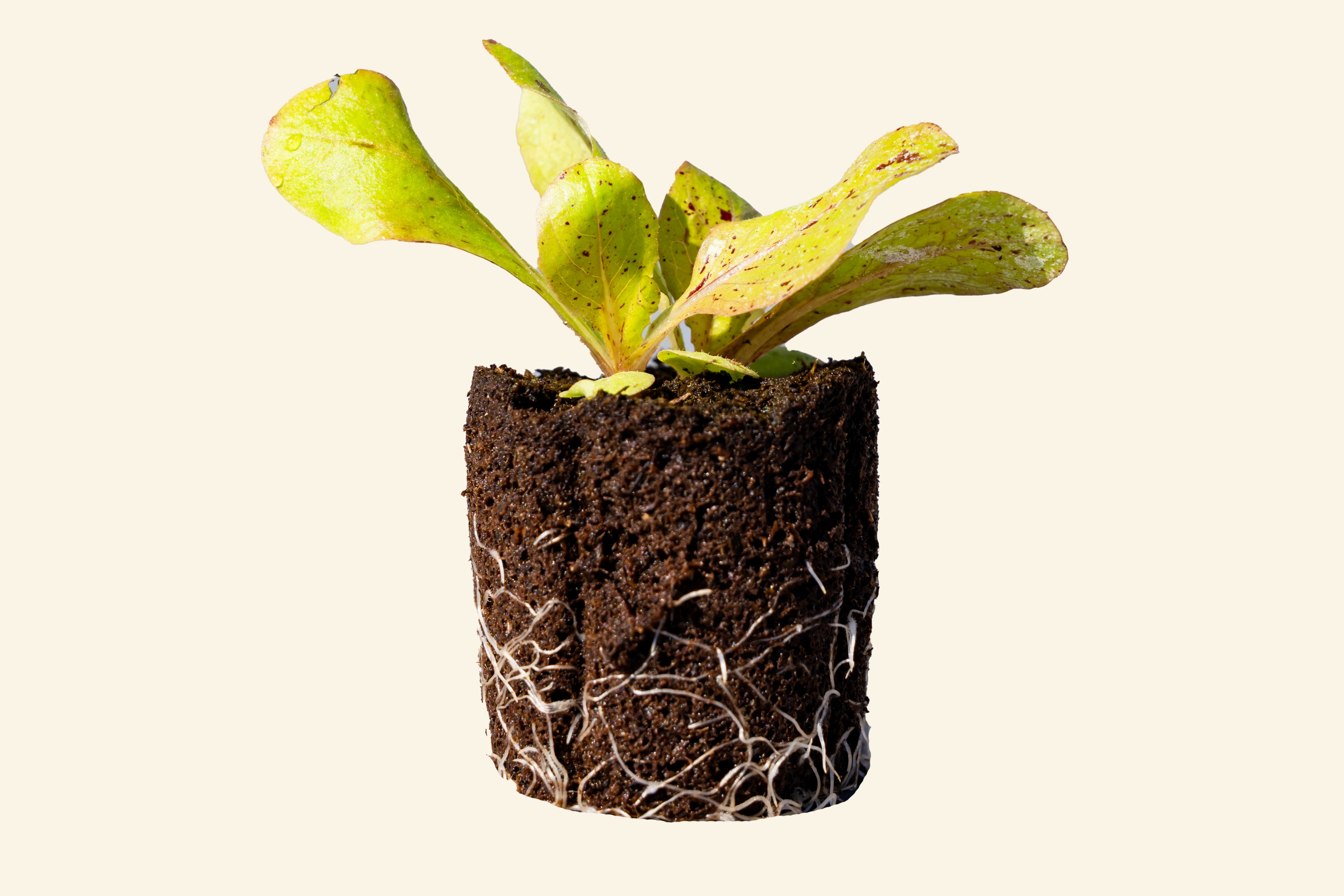 Freckle Lettuce