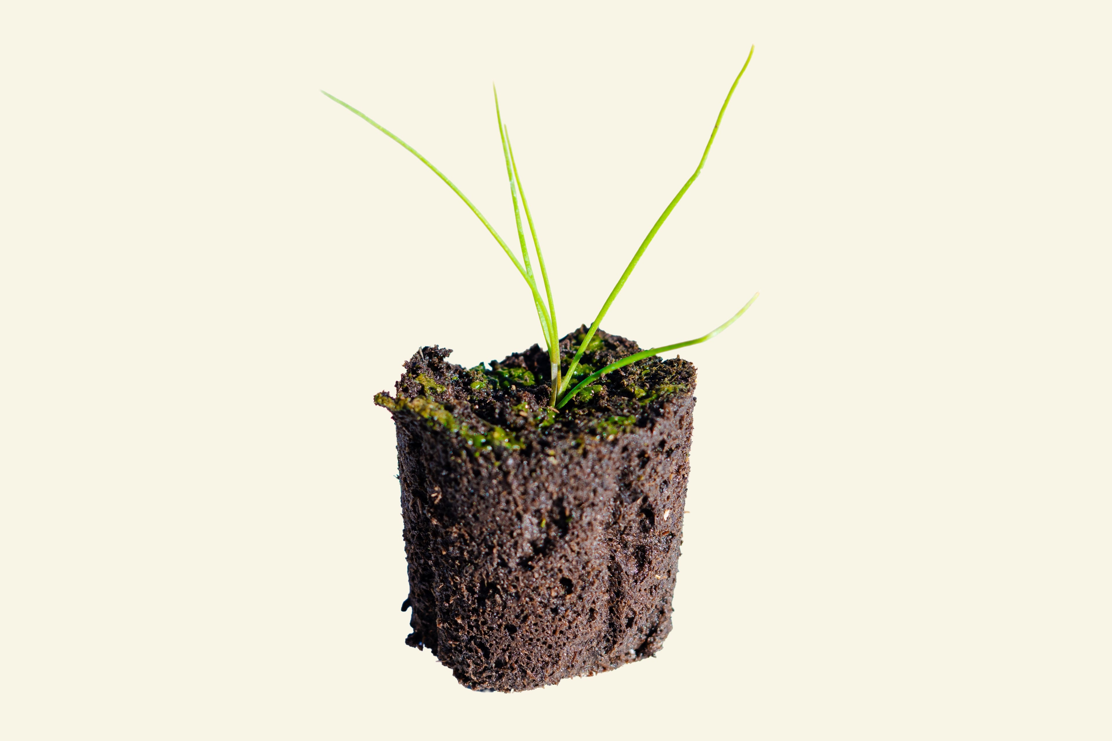 Garlic Chives