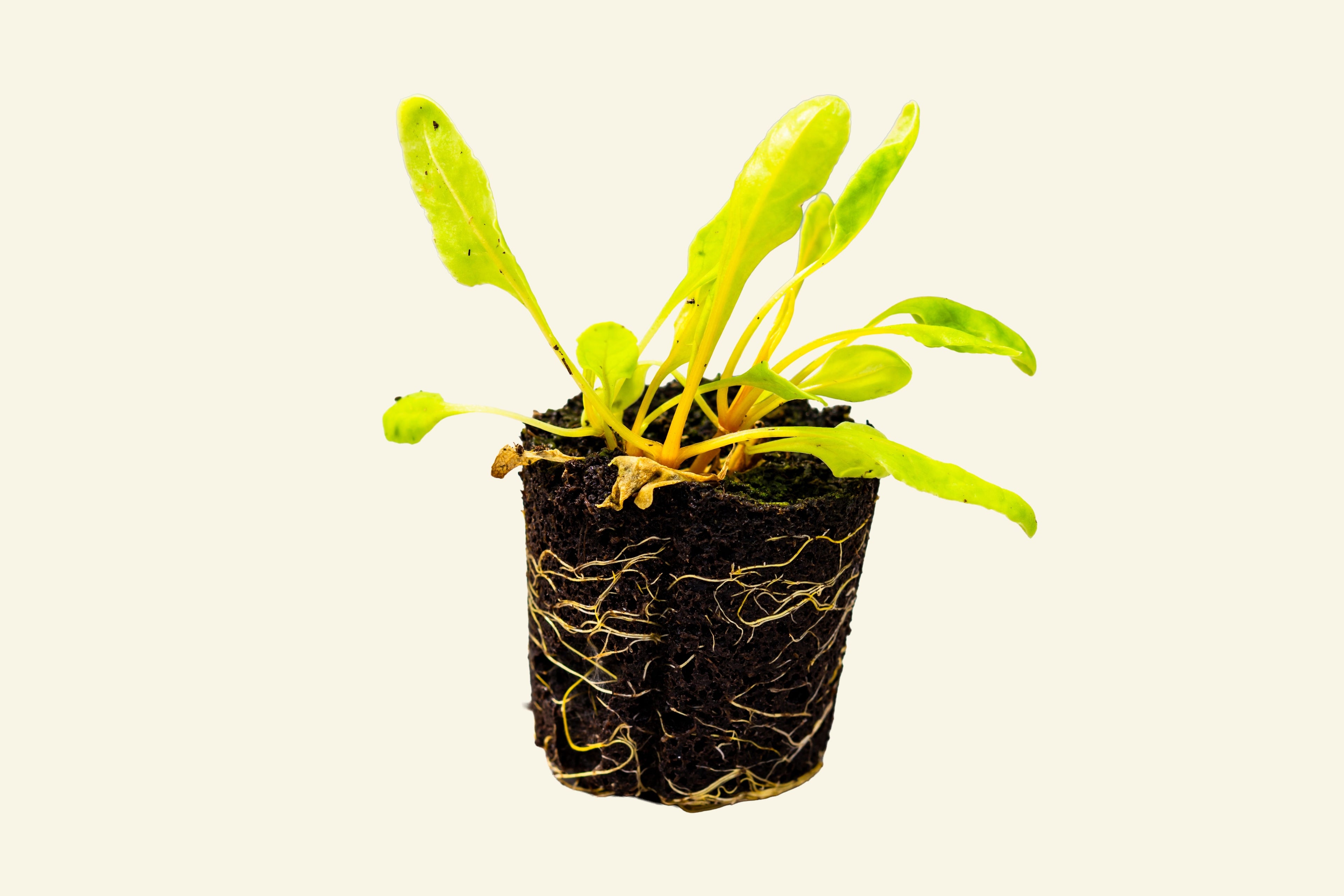Golden Swiss Chard