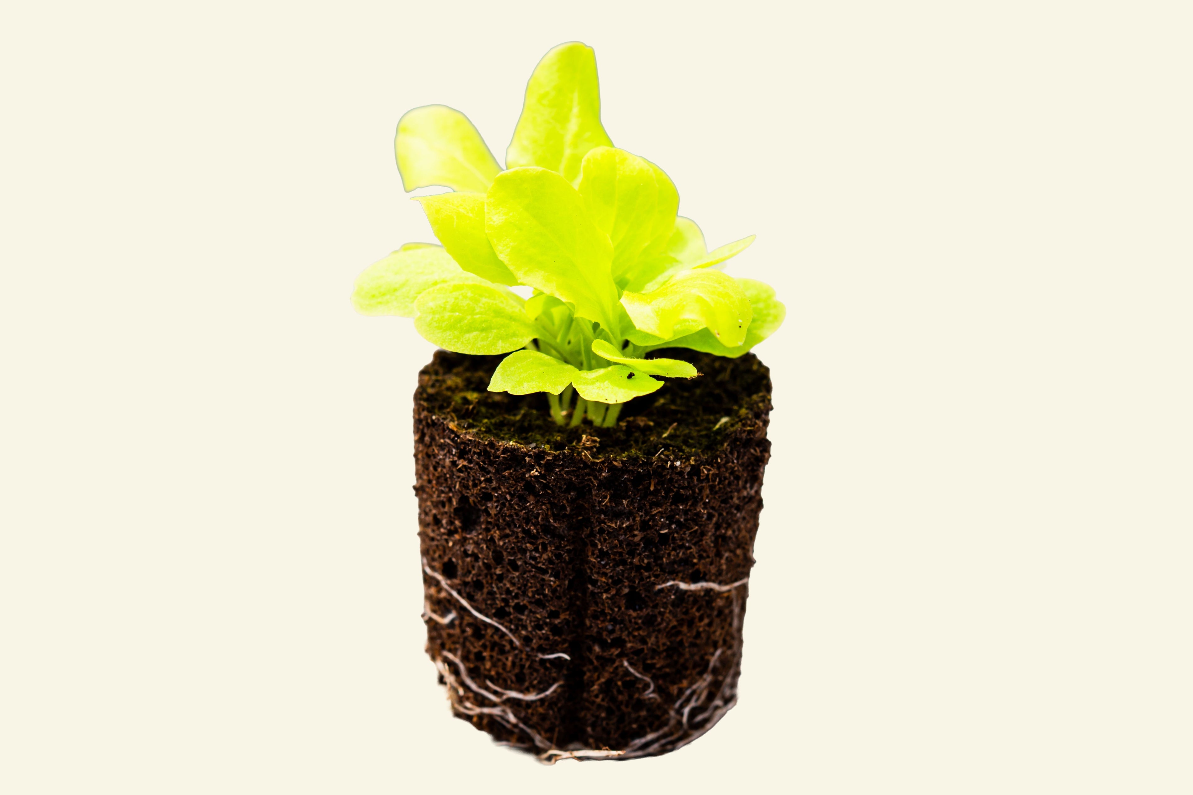 Green Lettuce