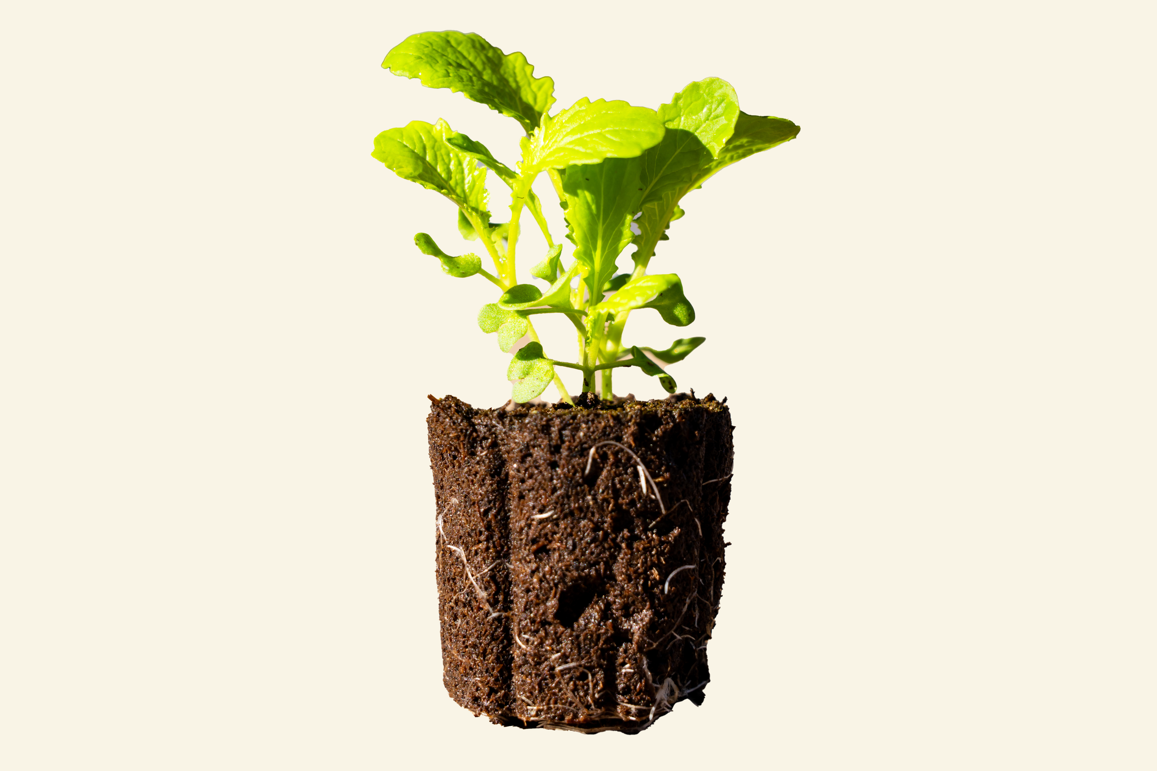 Green Mustard