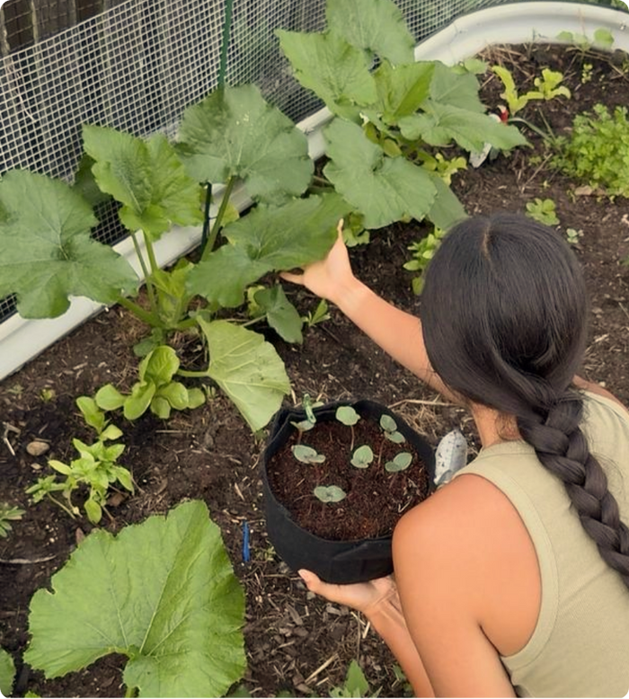 Gardener tending leafy green plants in a raised garden bed