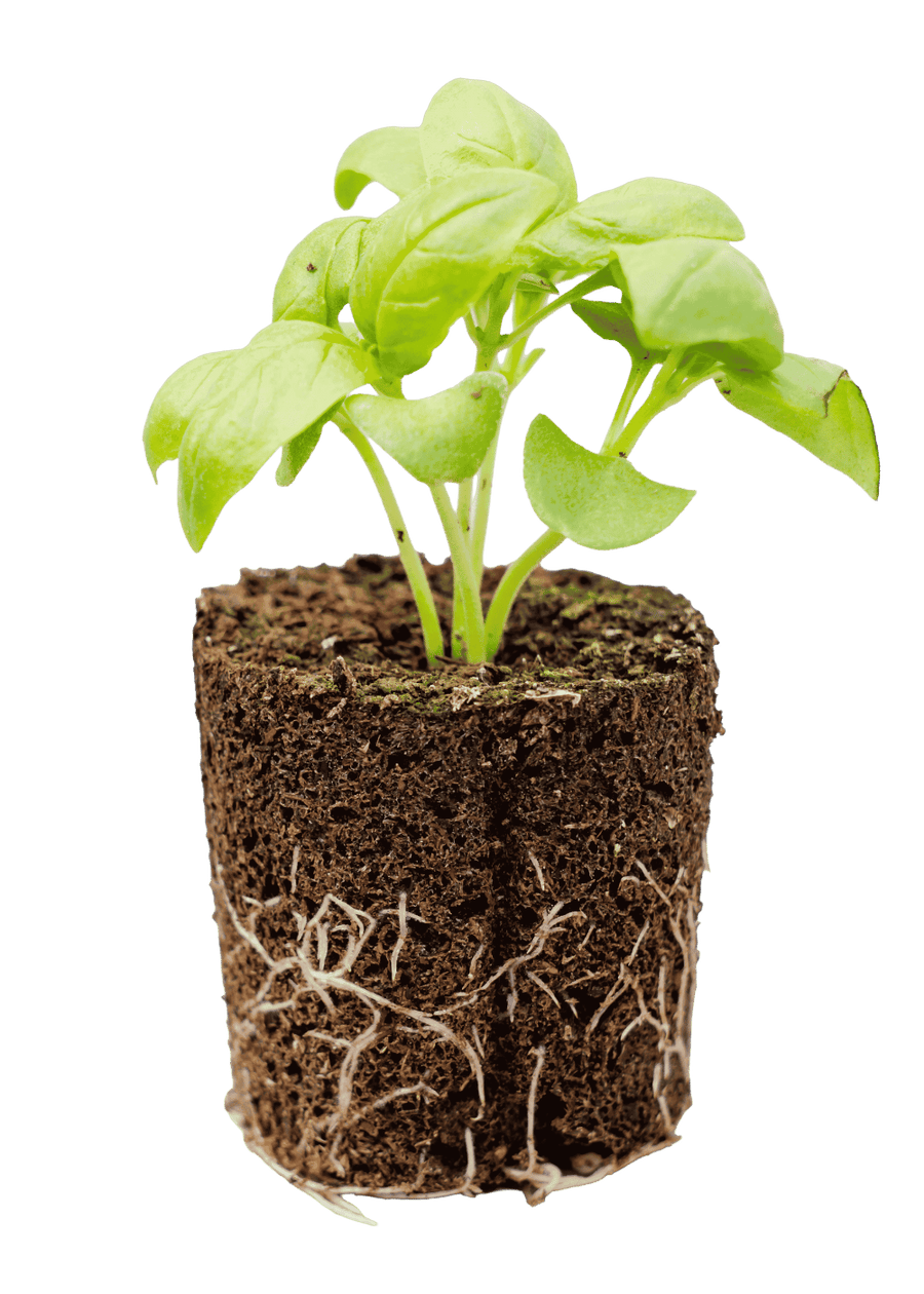 Italian Large Leaf Basil seedling with green leaves and a visible soil and root plug