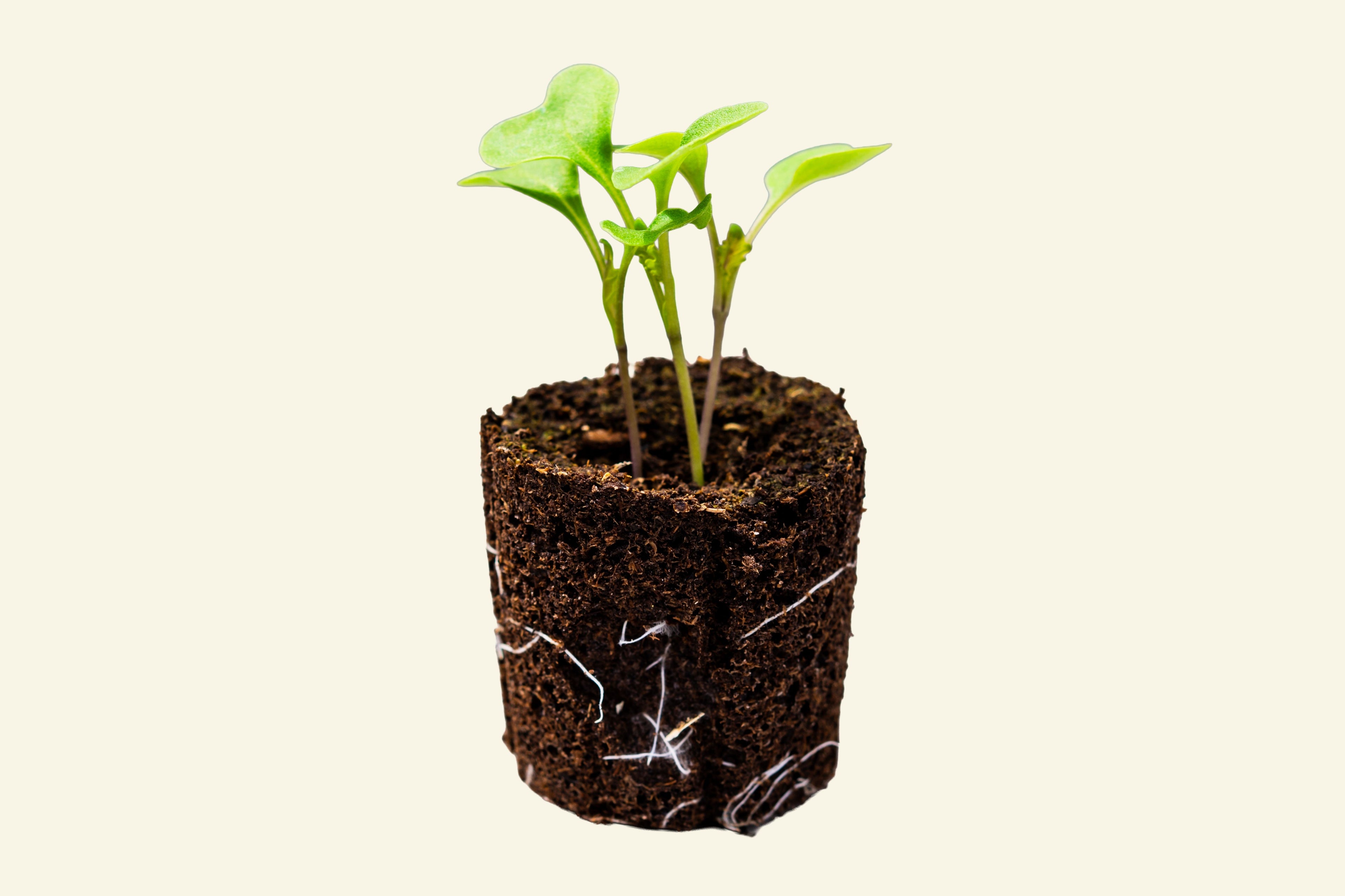 Kohlrabi