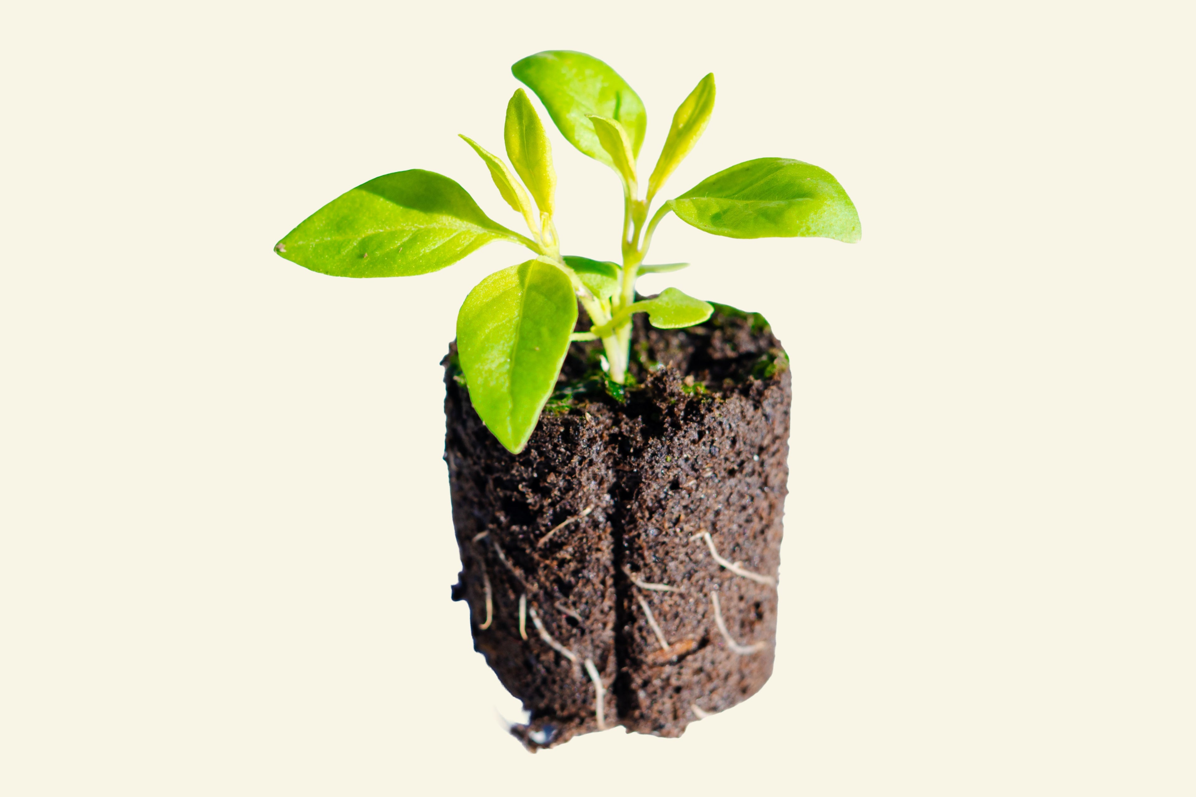 Lemon Basil