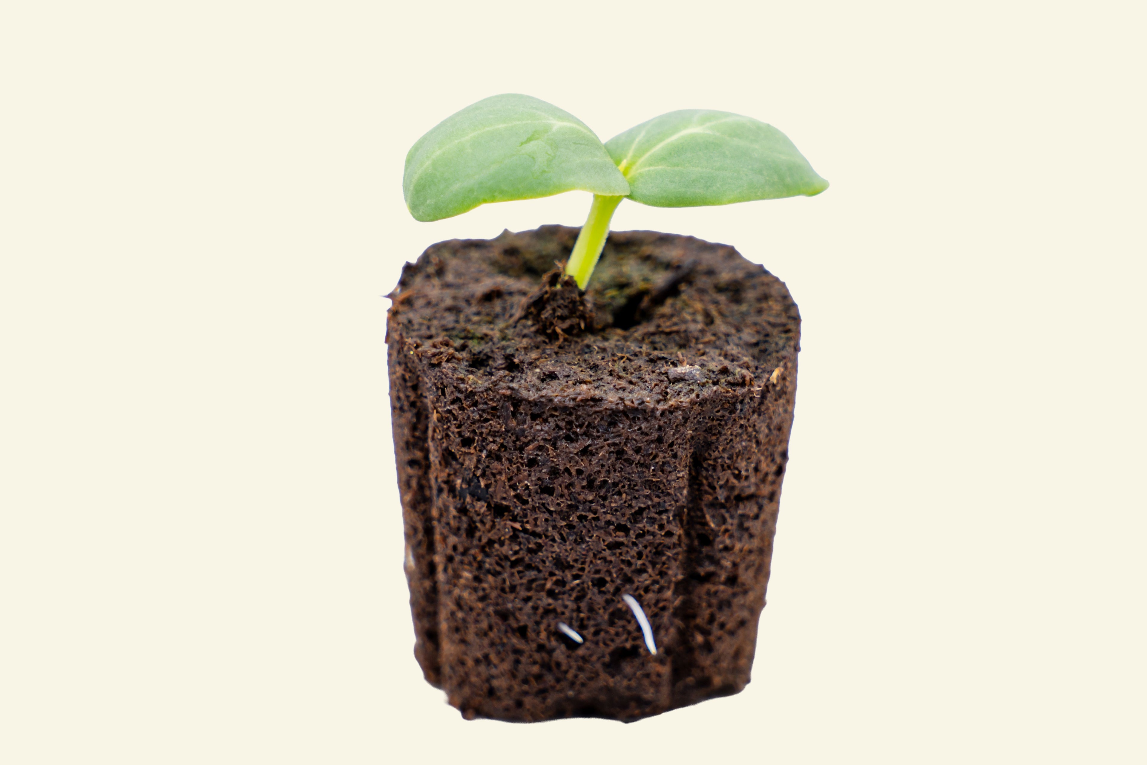 Lemon Cucumber