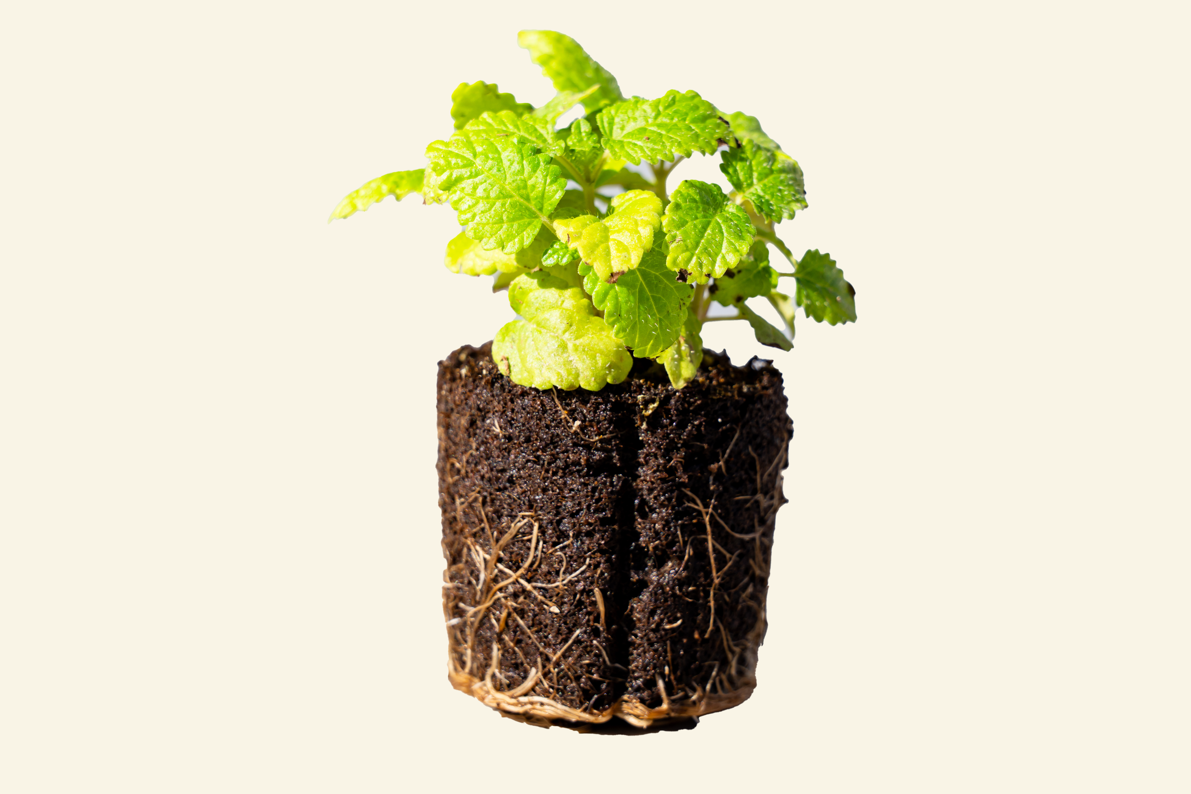 Lemon Balm