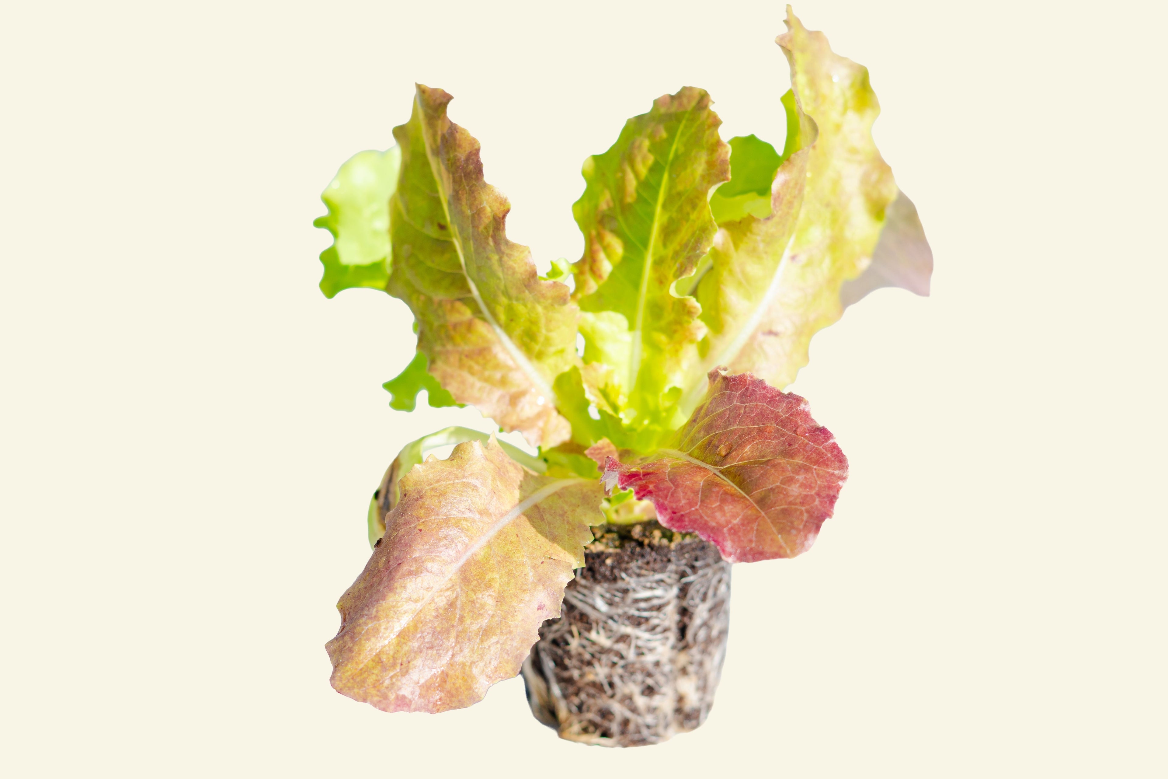 Loose Leaf Lettuce