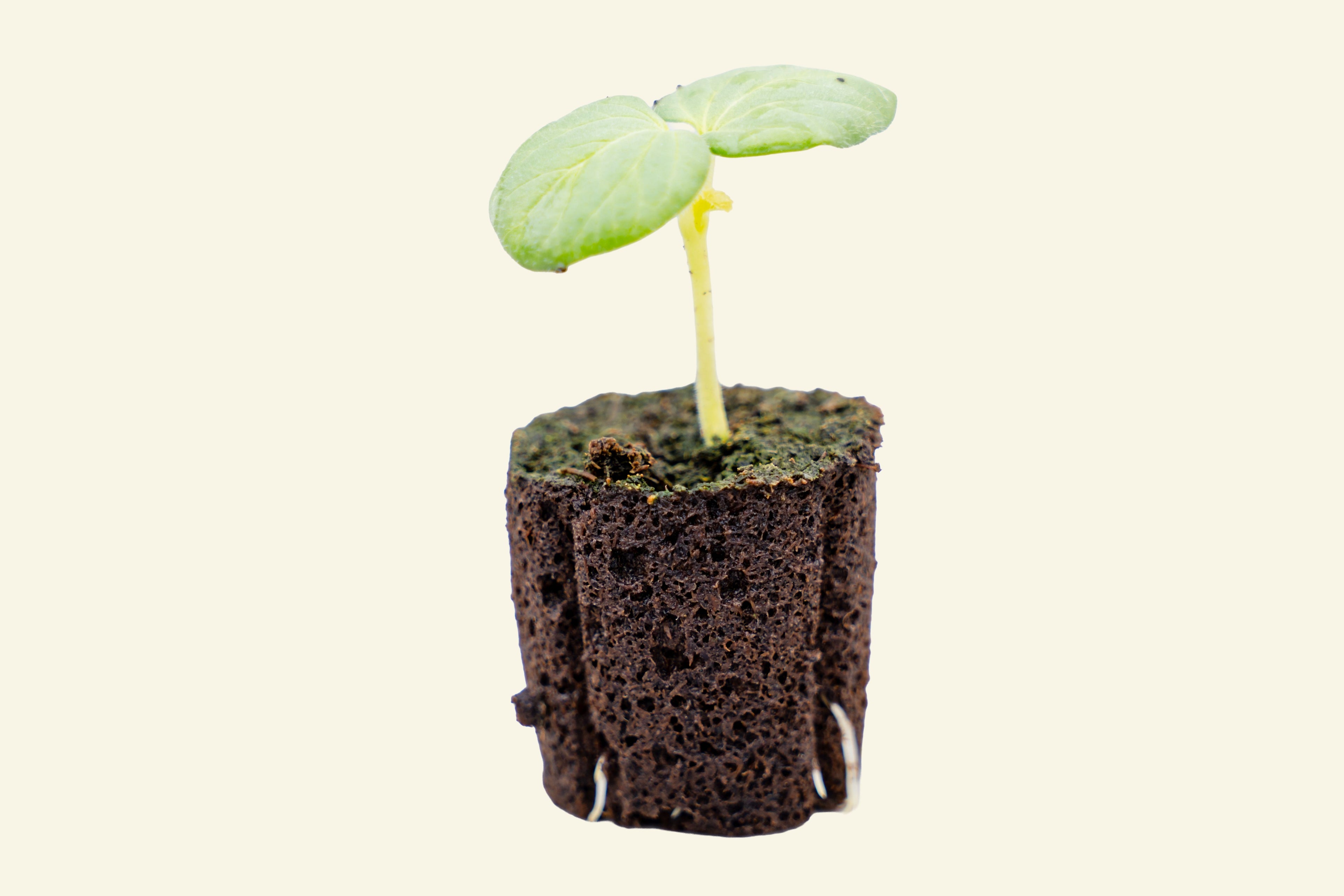 Okra