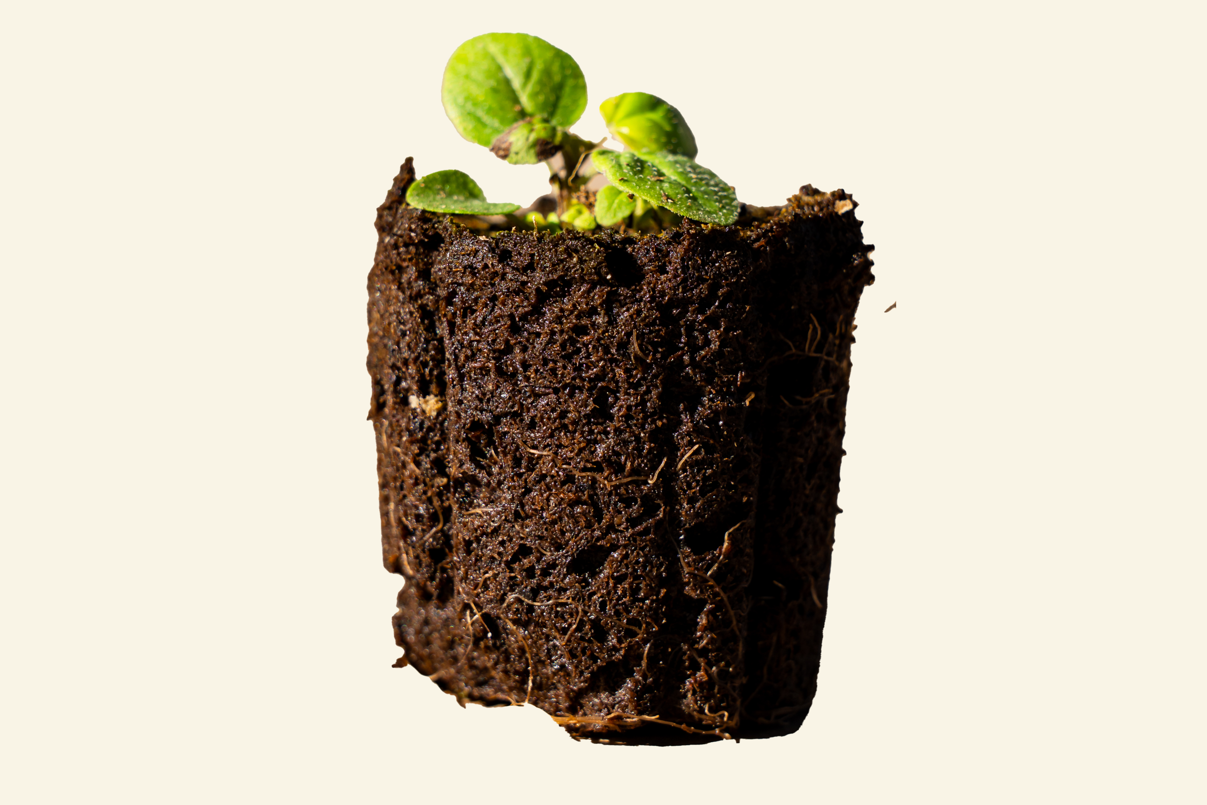 Oregano