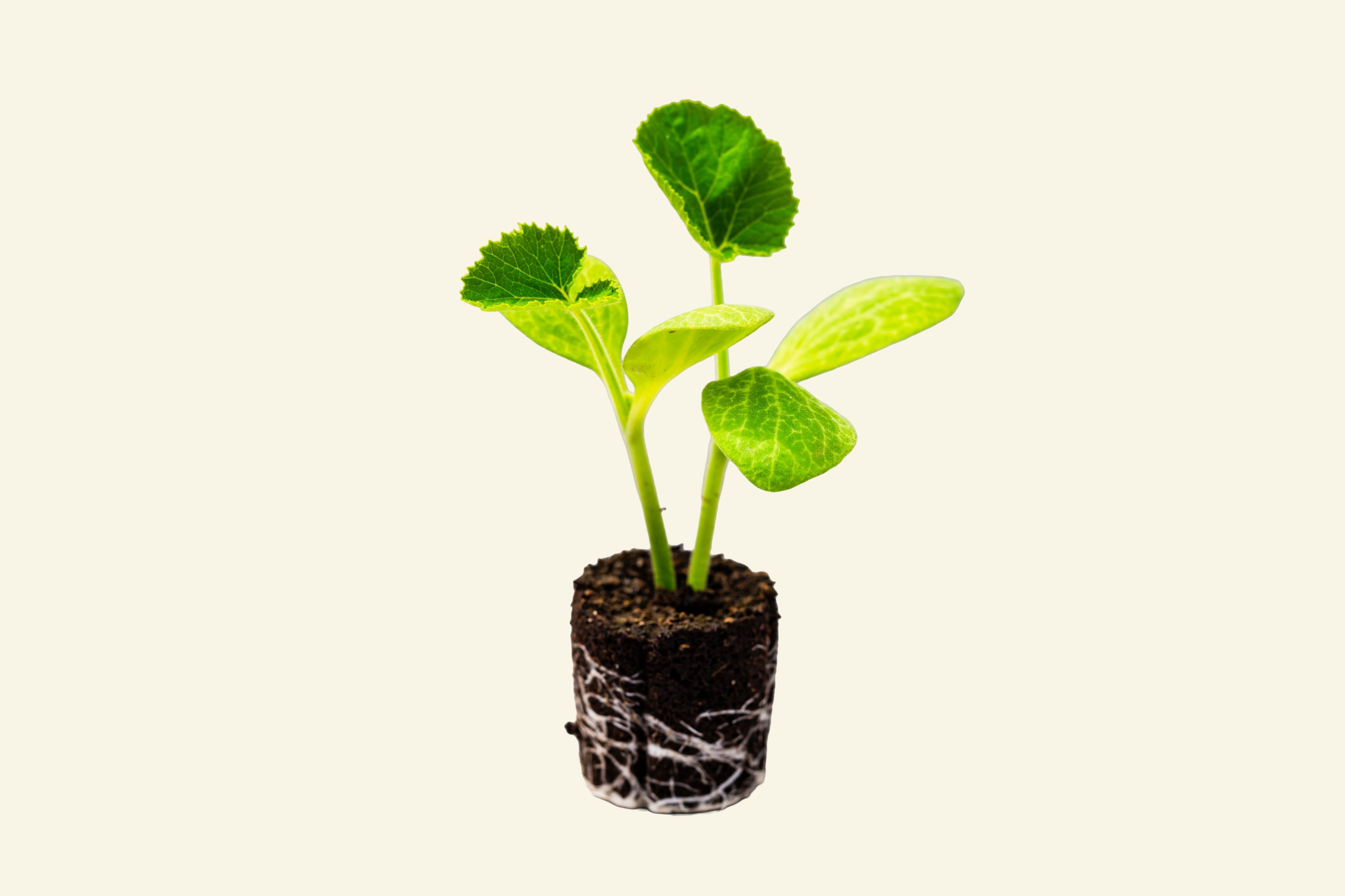 Pattypan Squash