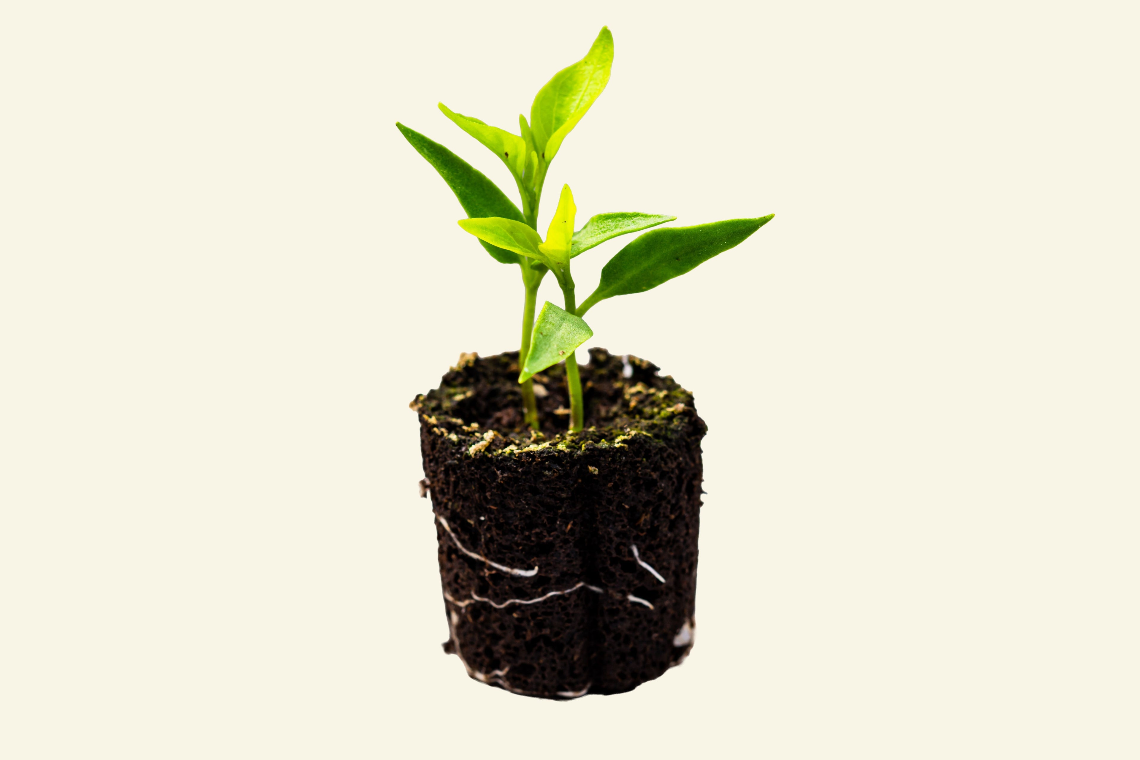 Poblano Pepper