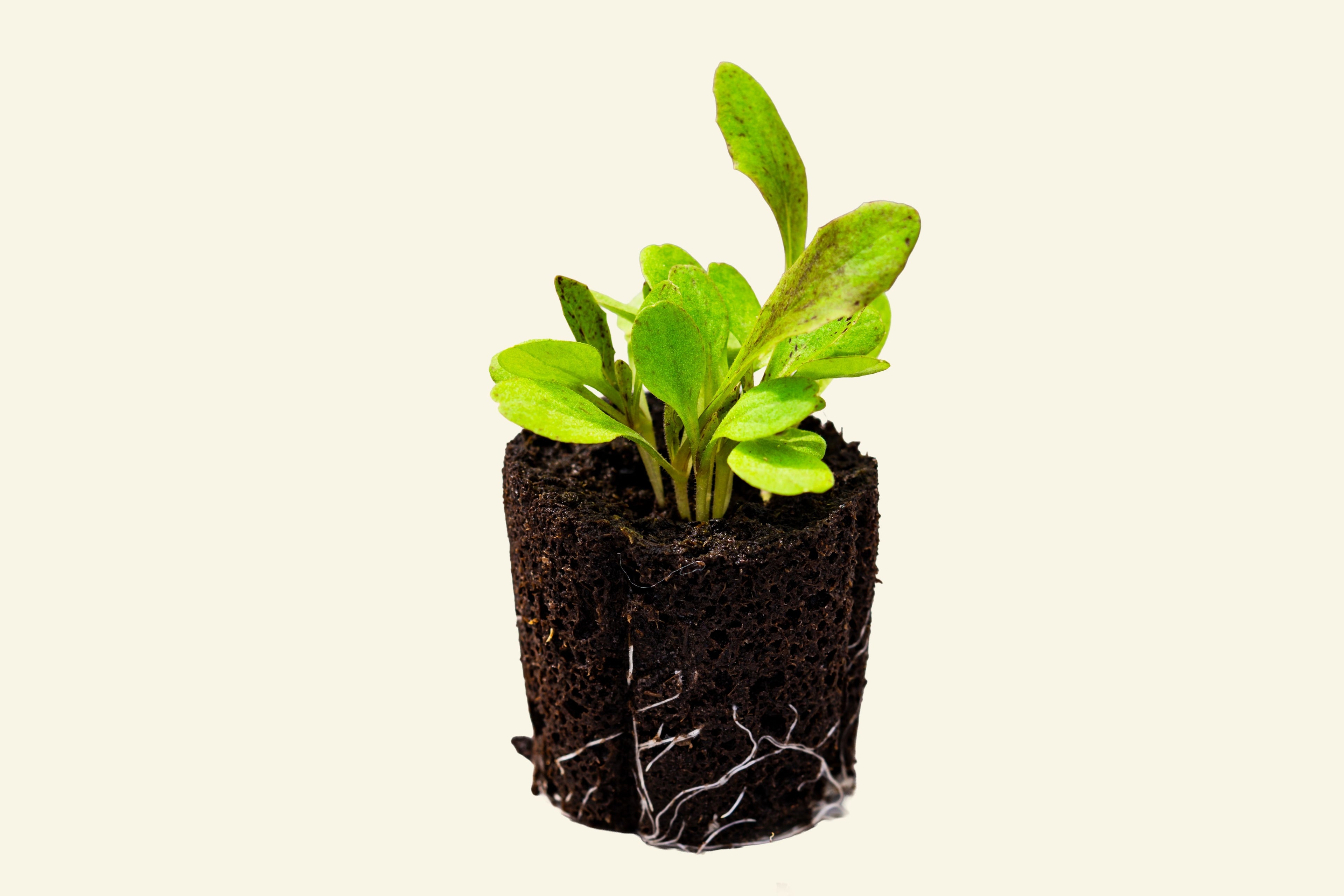 Red Deer Tongue Lettuce