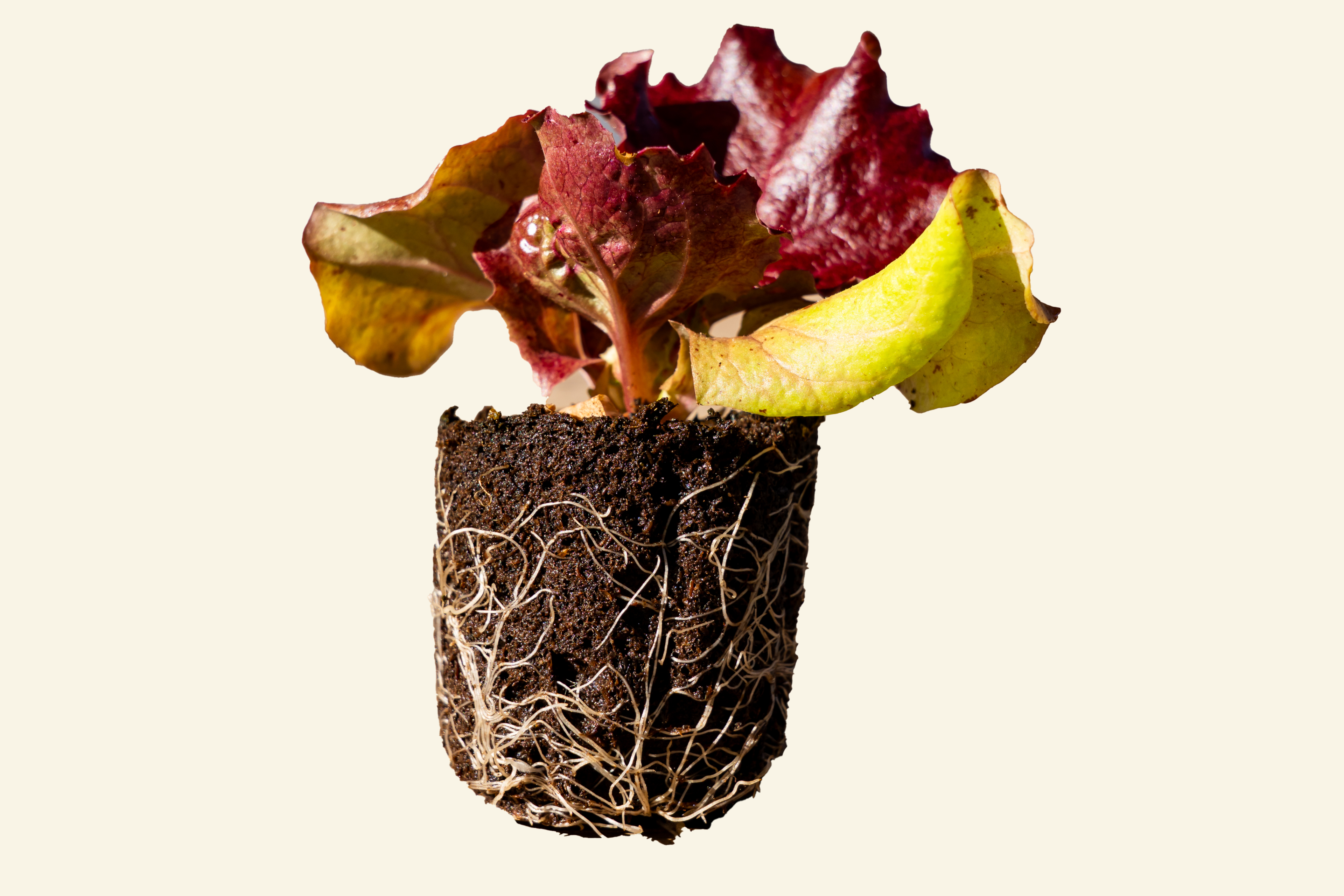 Red Lettuce